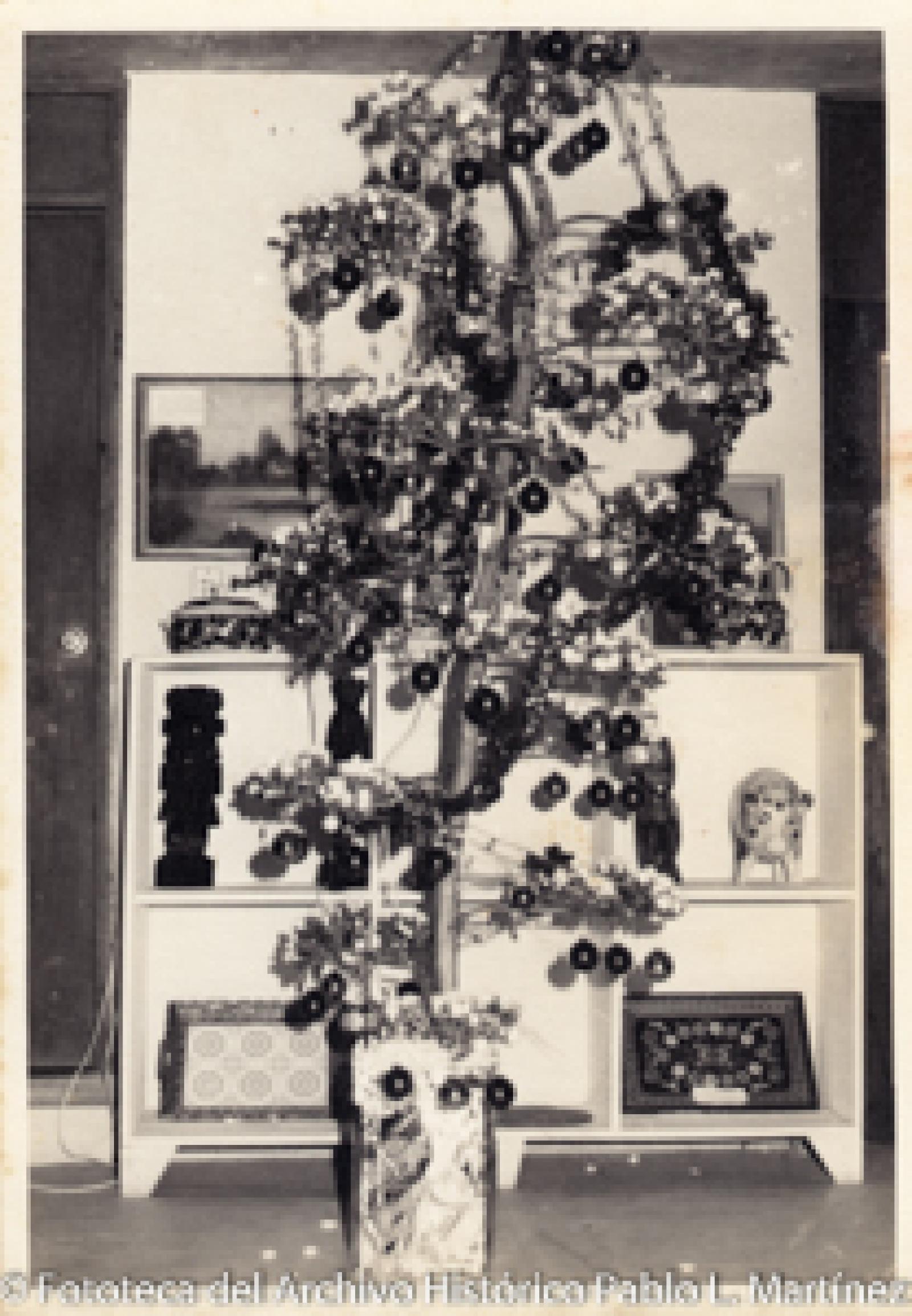 Árbol de navidad, típico de Baja California Sur.