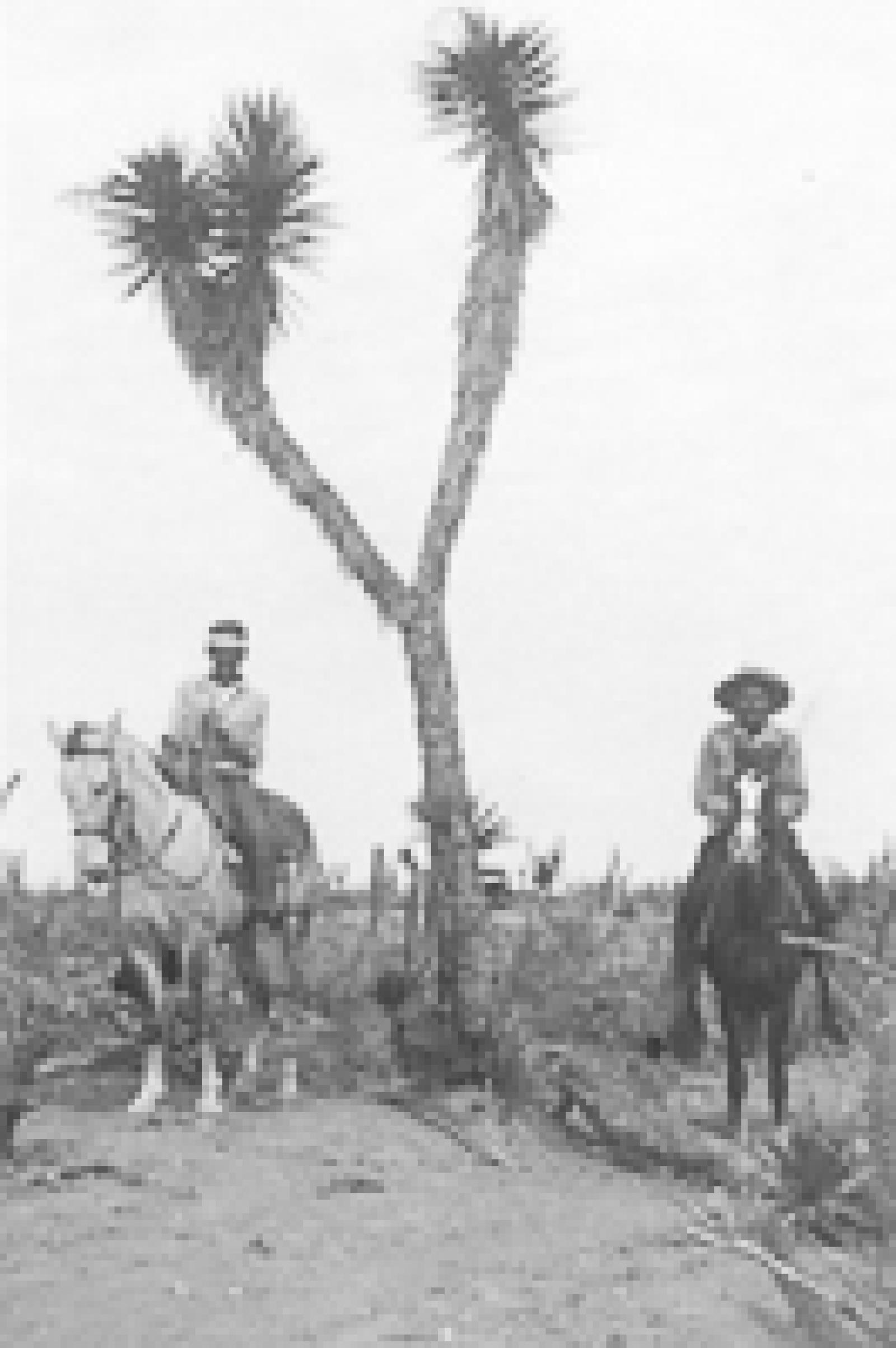 Árbol de yuca.