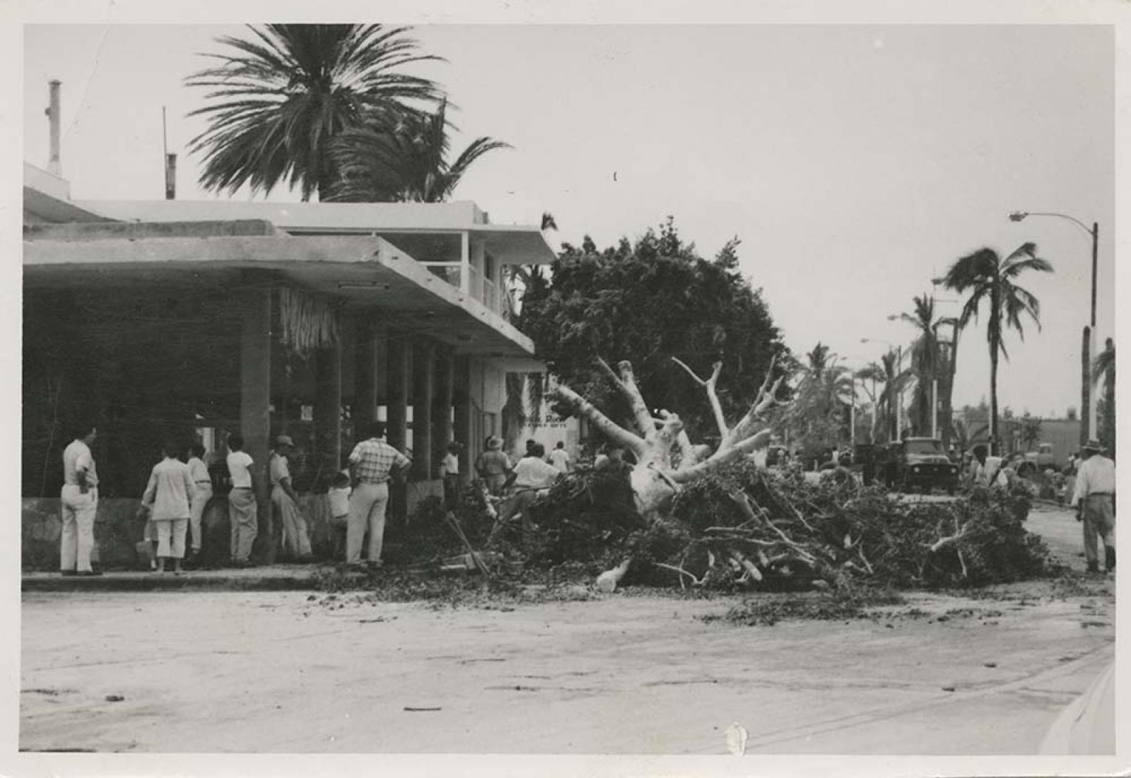Árbol derrumbado, sobre avenida Álvaro Obregón.