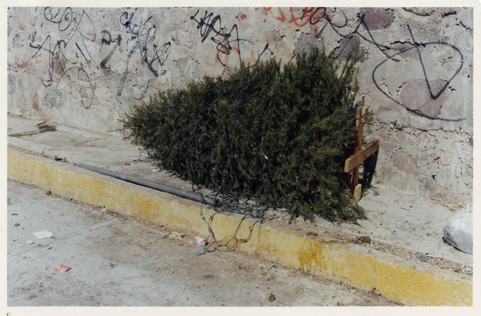 Arbolitos de navidad en las calles del Fraccionamiento Pedregal.