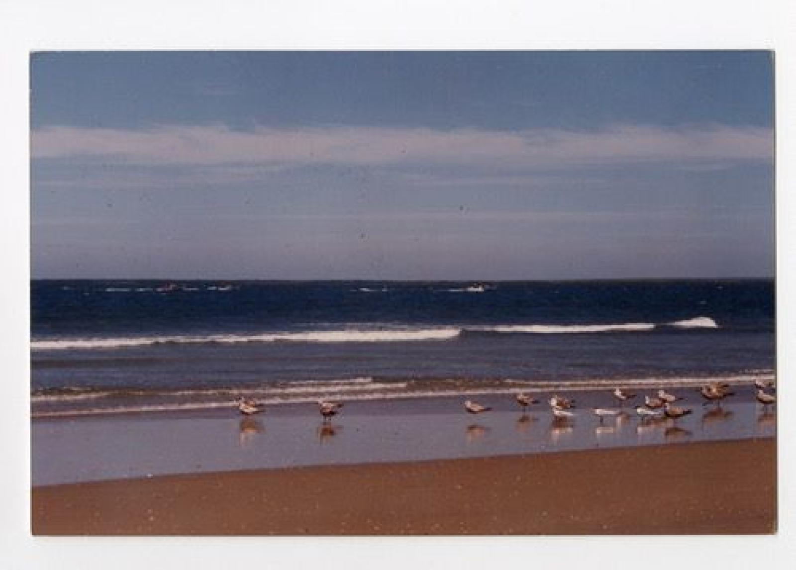 Aves migratorias en islas del Golfo de California.