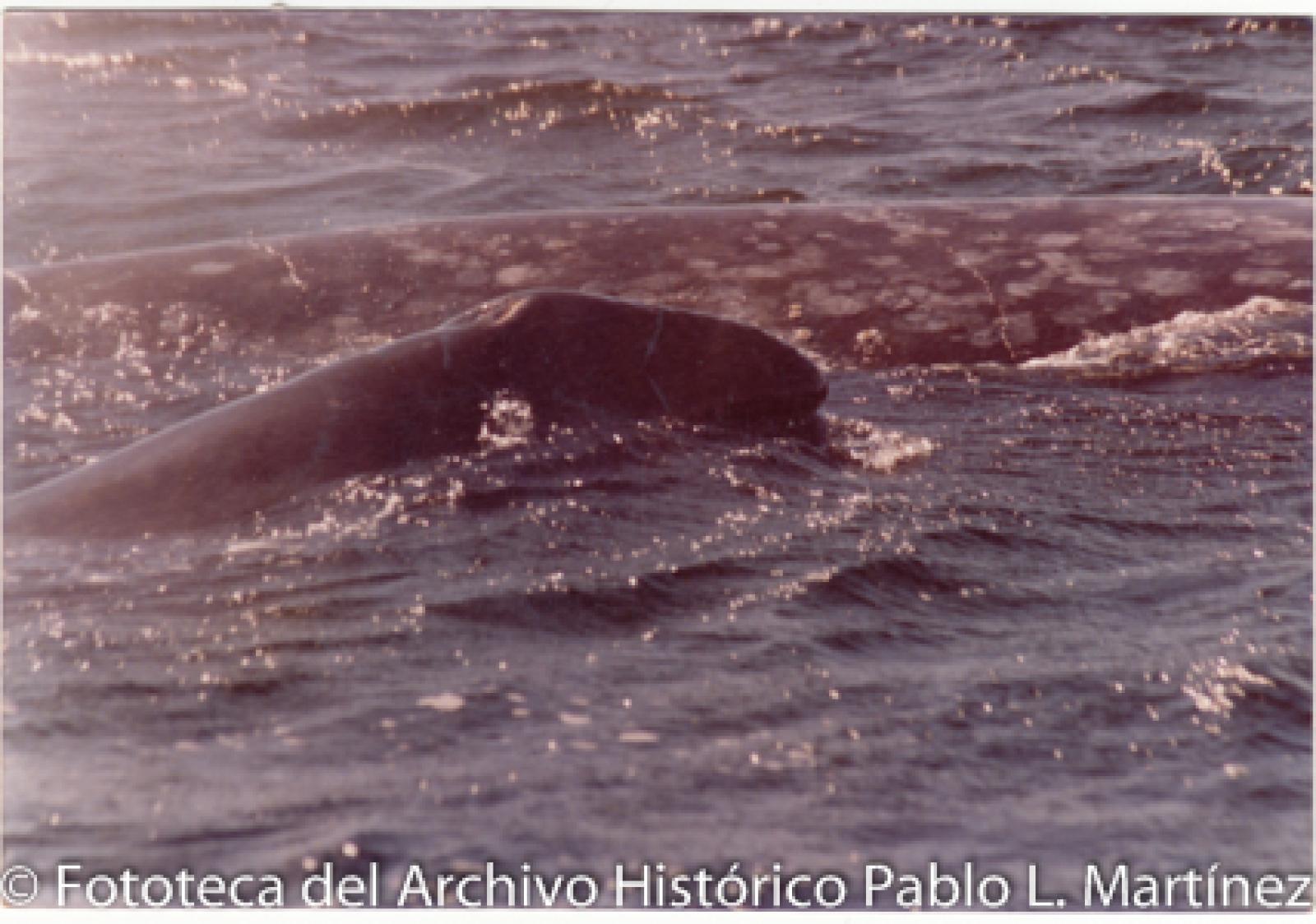 Ballena con cría.