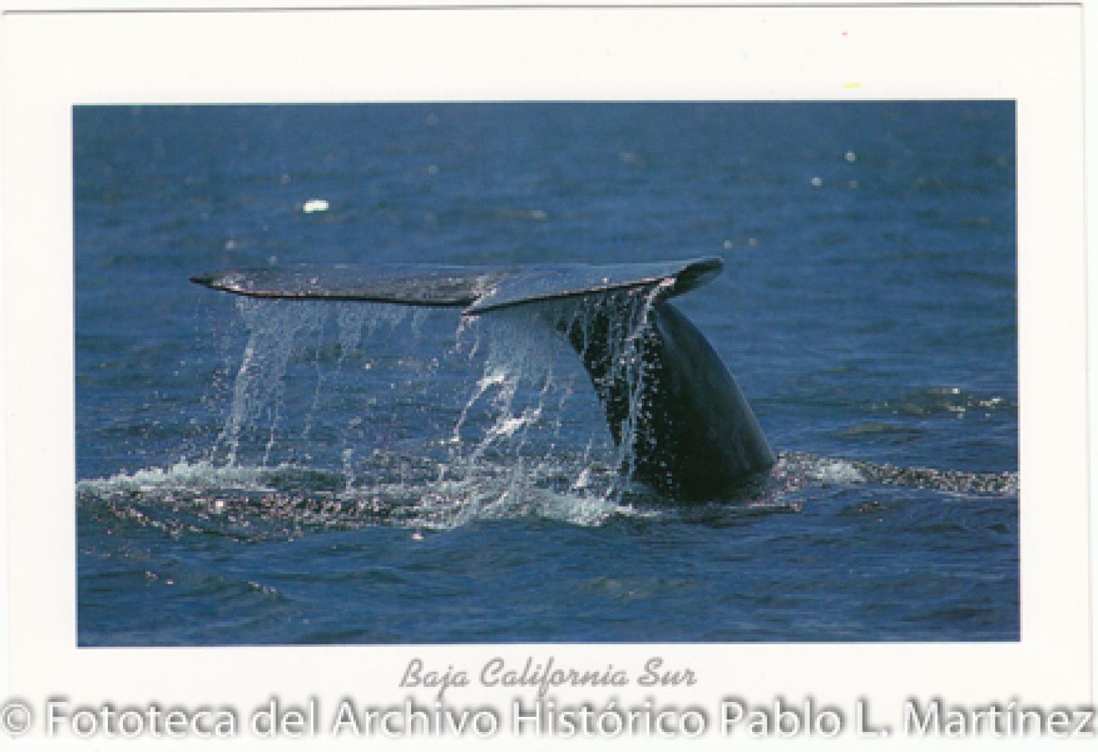 “Ballena en Bahía Magdalena, Baja California Sur”.