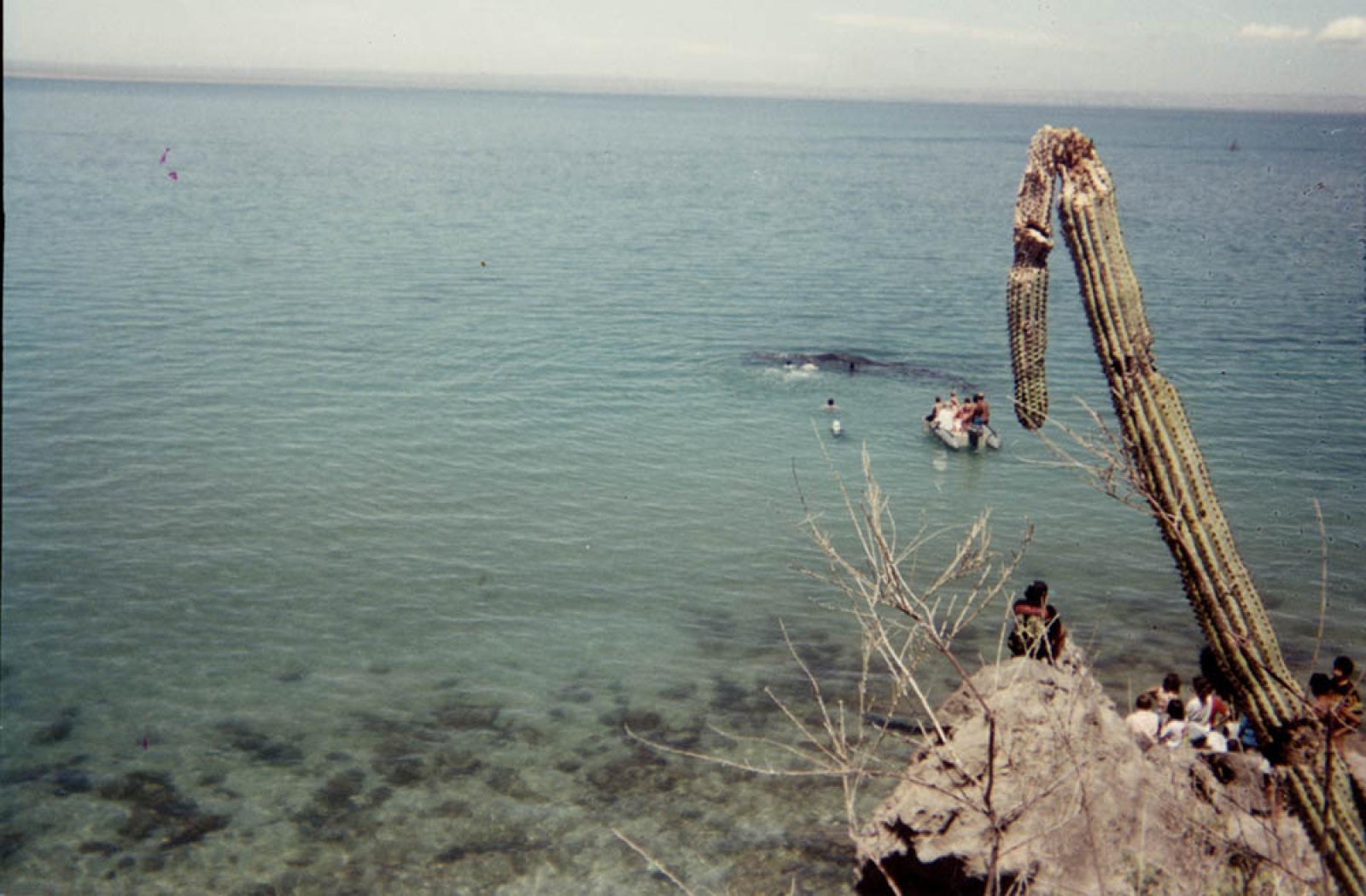Ballena frente a bahía de Baja California Sur.