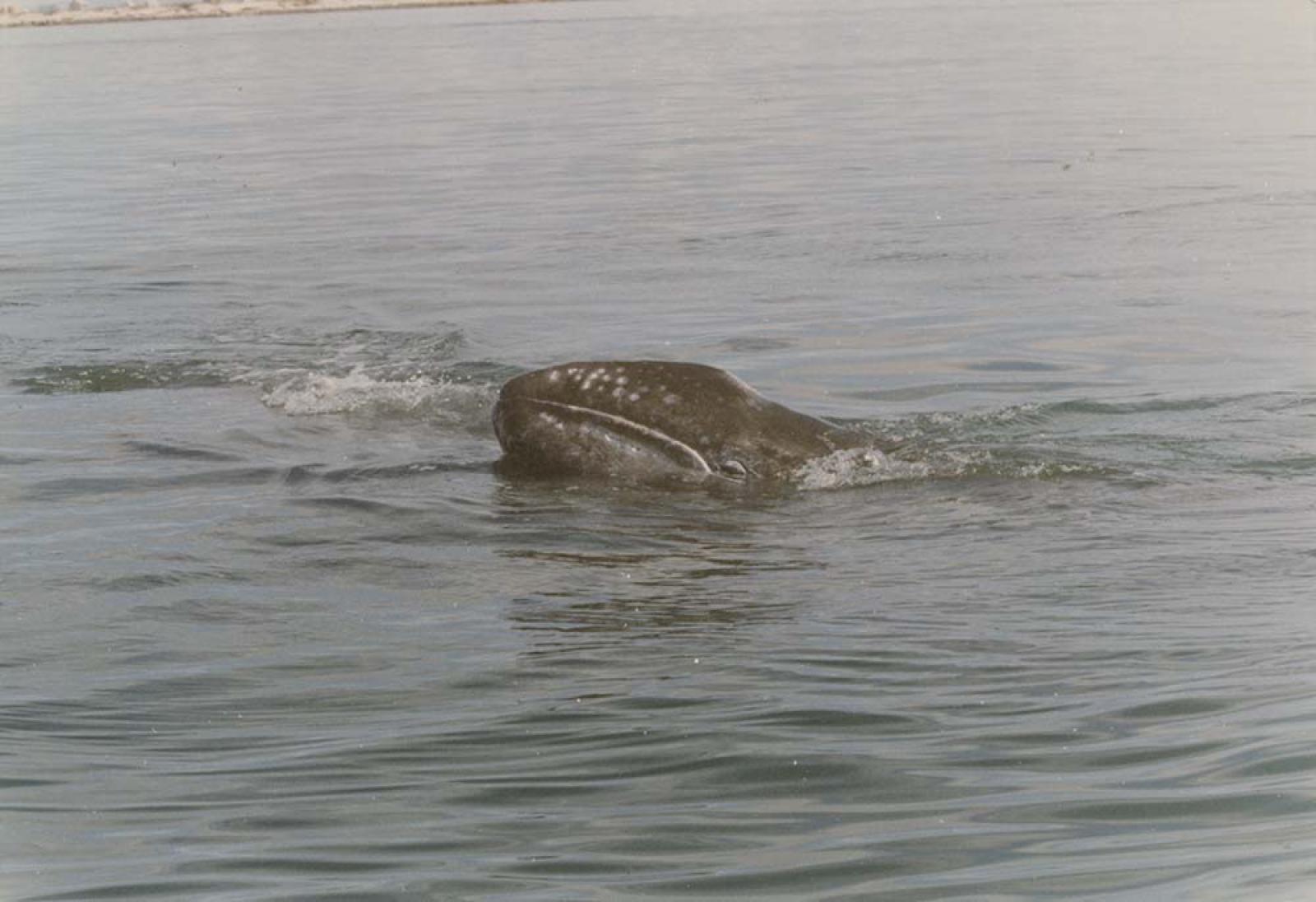 Ballena.