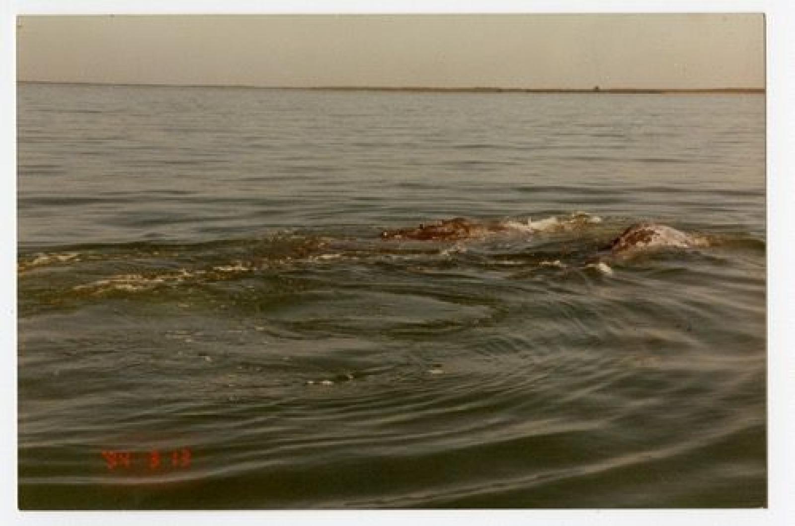 Ballenas.