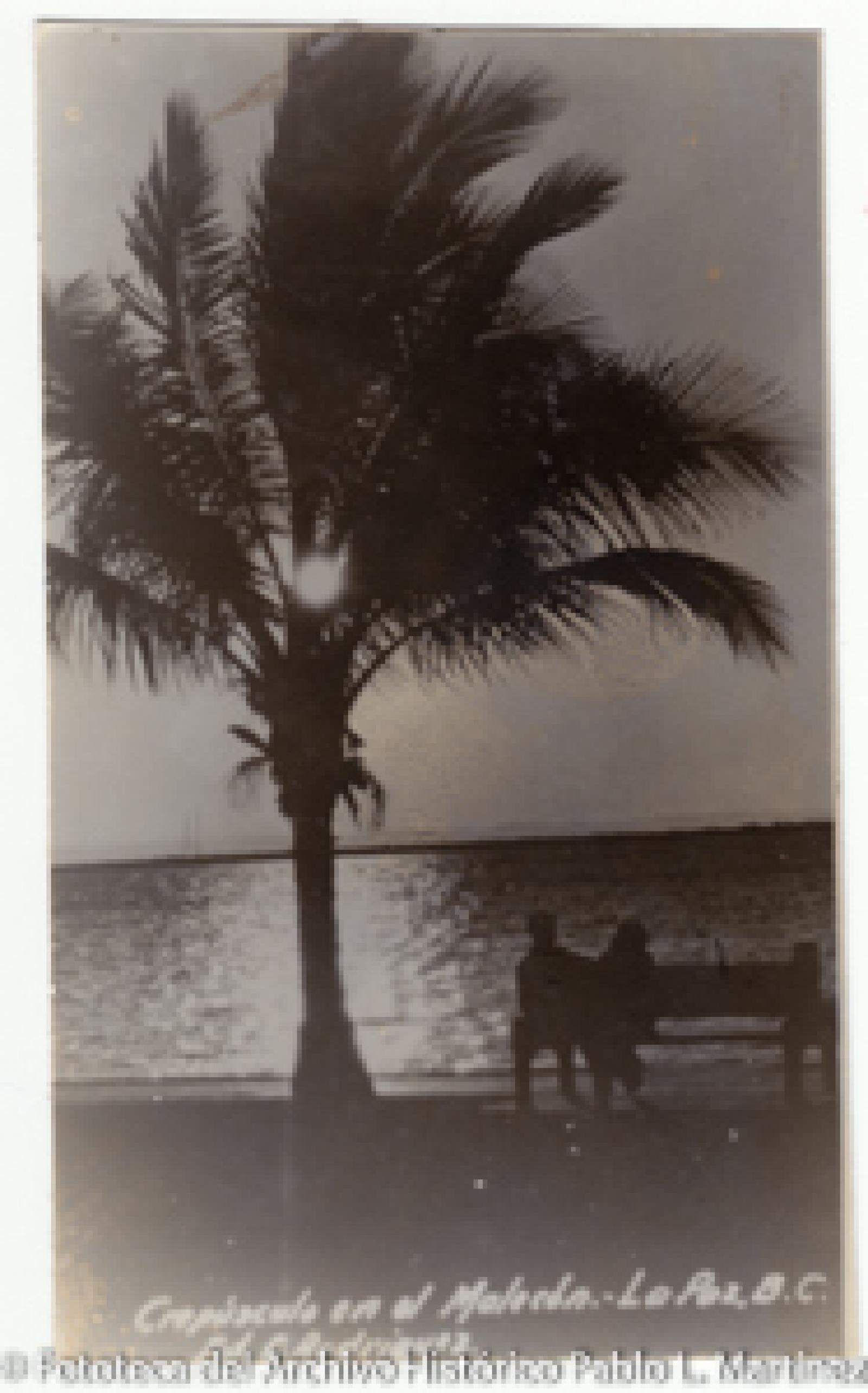 “Caída del sol. Mar, palmera y brillo en el mar”.