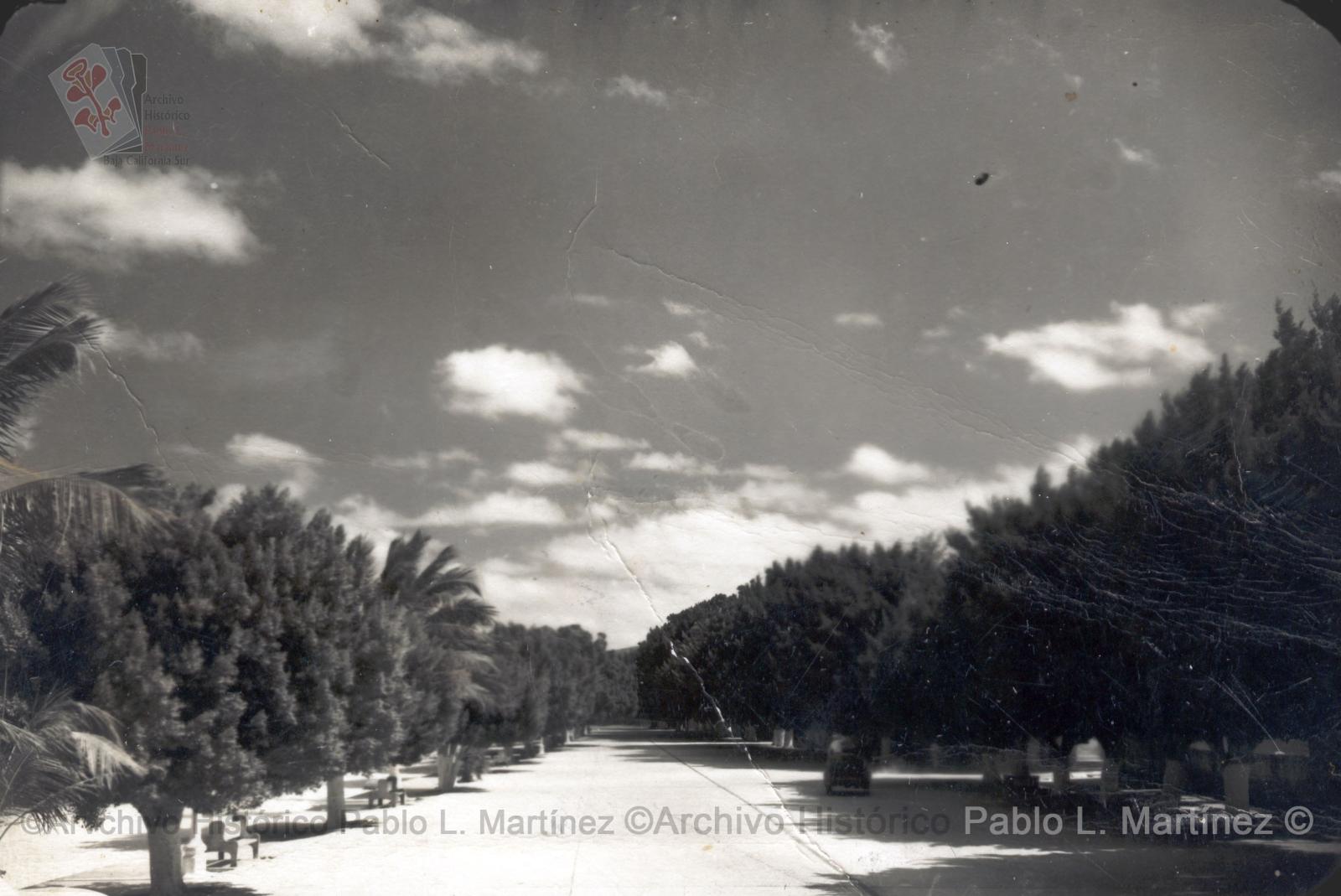 Calle del malecón con árboles de la india y palmeras, La Paz, Baja California.