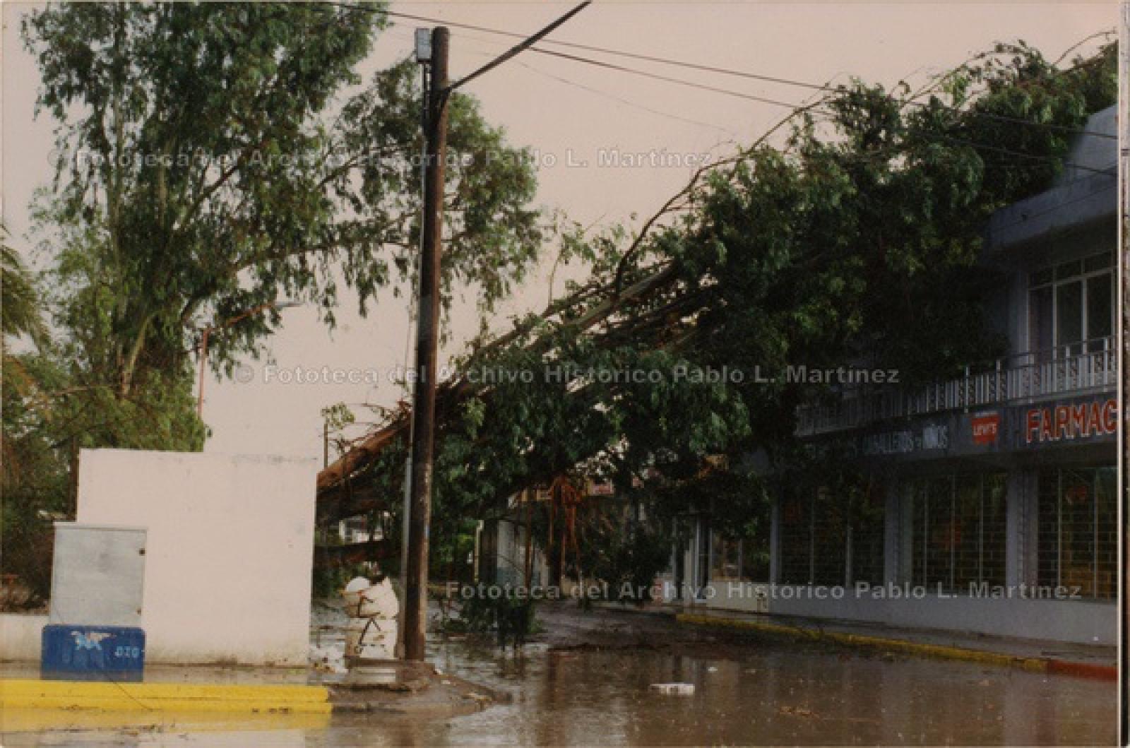 “Calle inundada y, árbol caído sobre edificio".