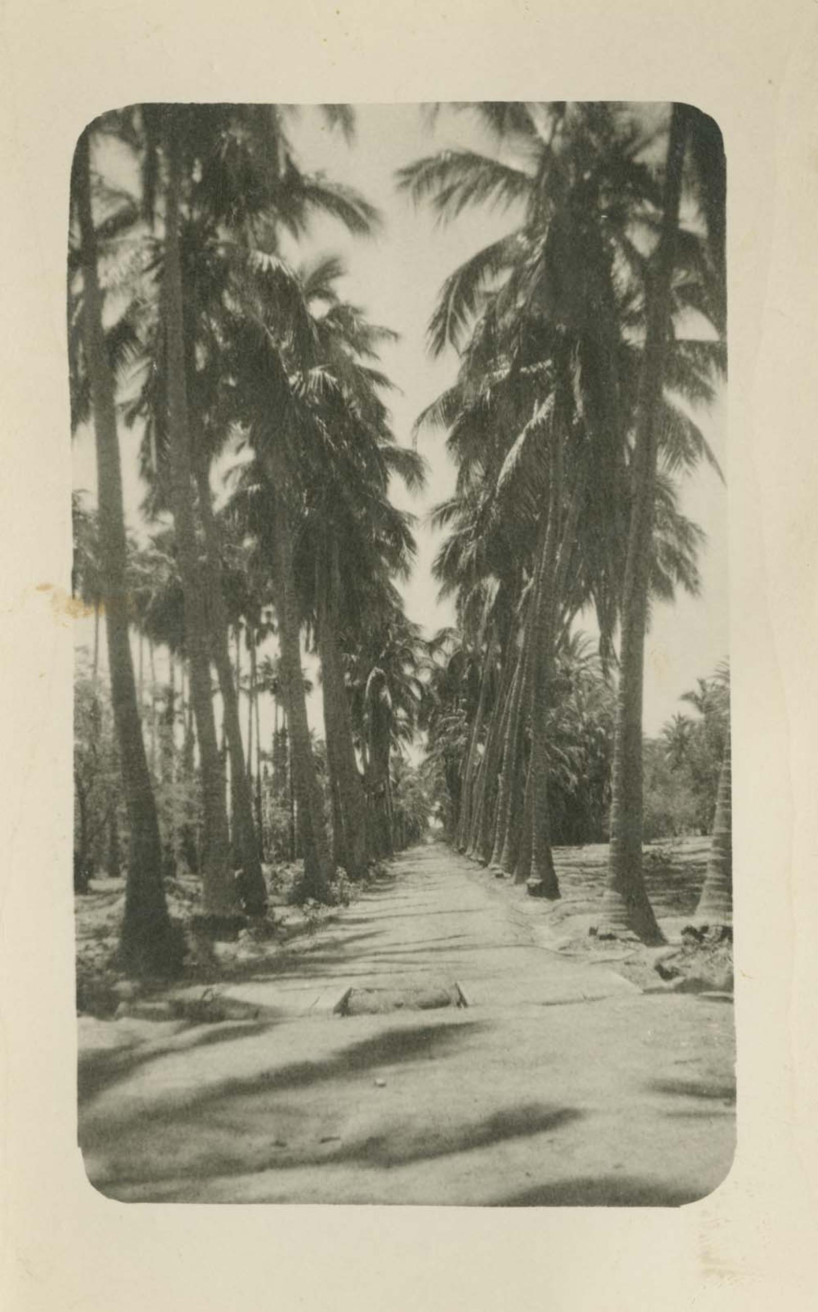 Camino entre palmeras.