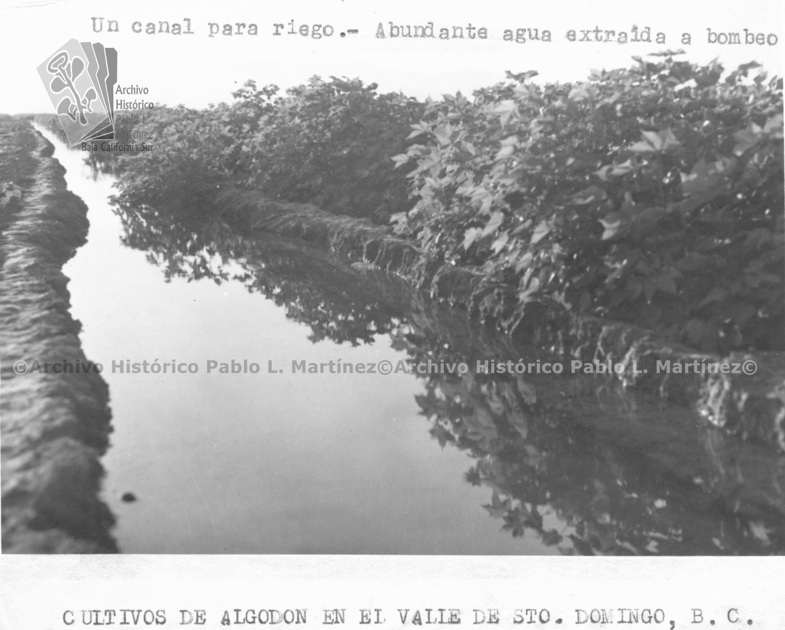 Canal para riego de los cultivos de algodón en el Valle de Santo Domingo, Baja California.