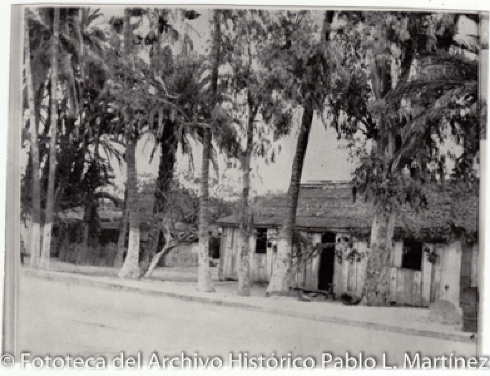 Casa entre palmeras.