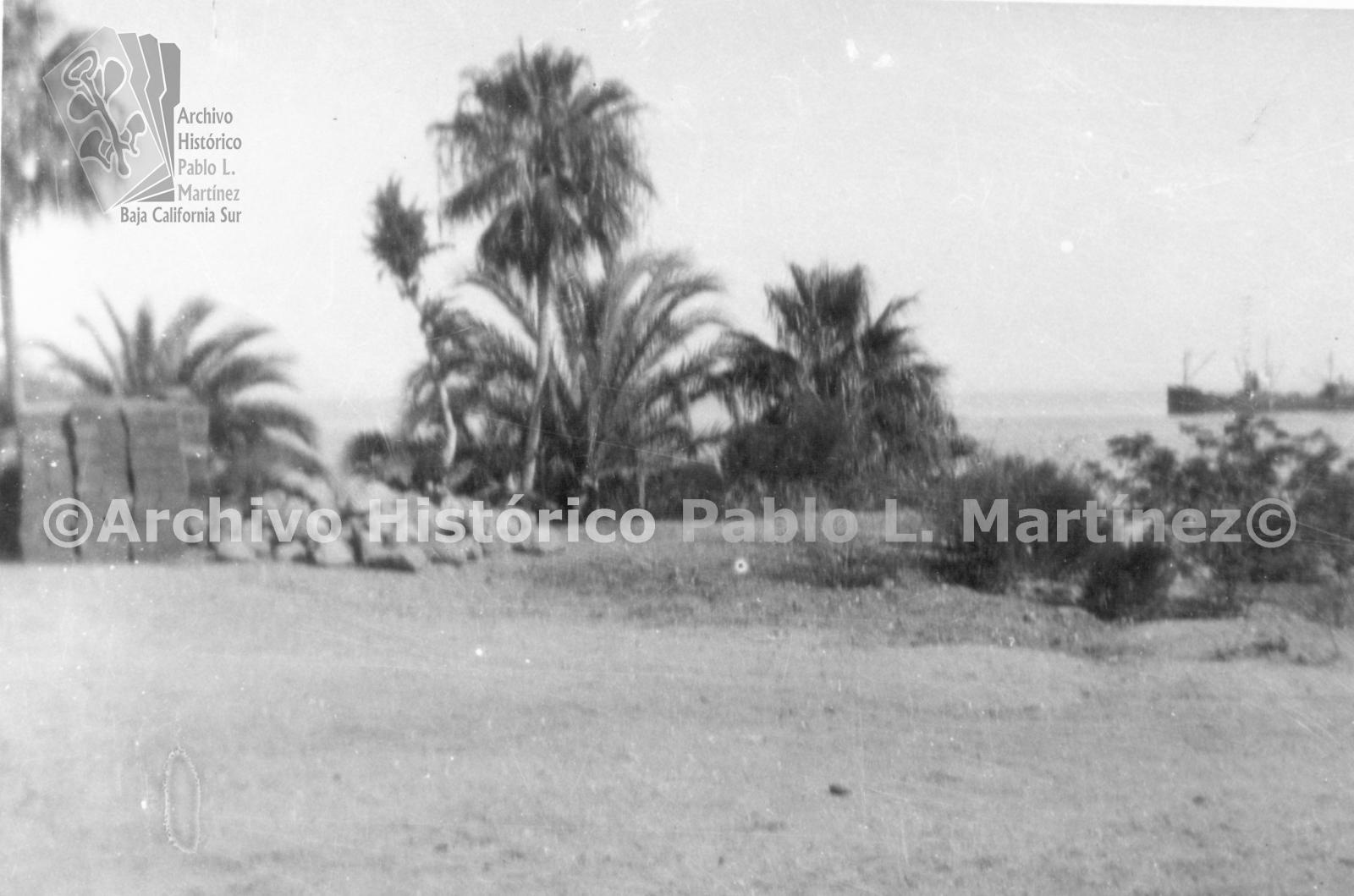 Cultivo de diversos tipos de palmeras.