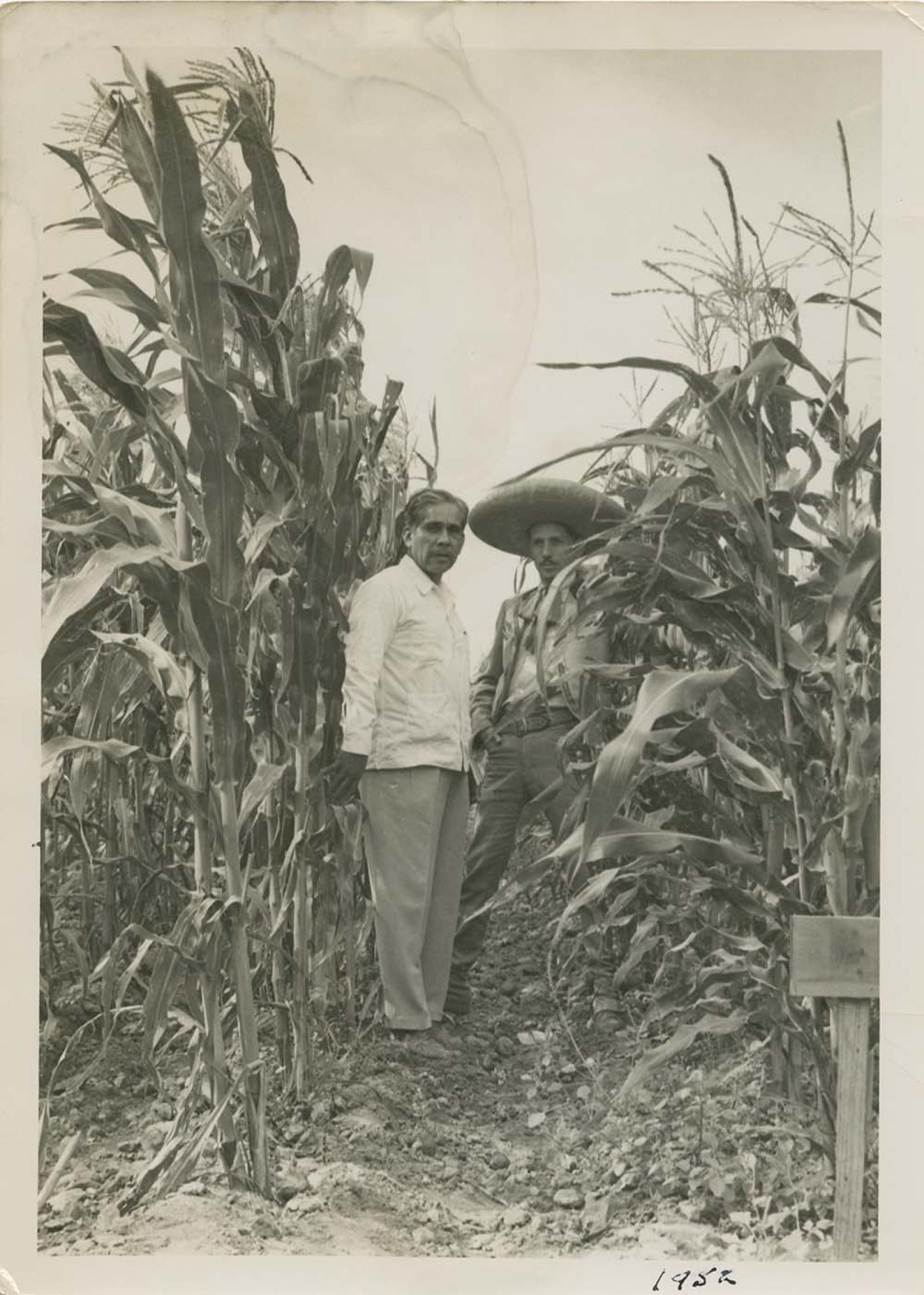 Cultivo de maíz.