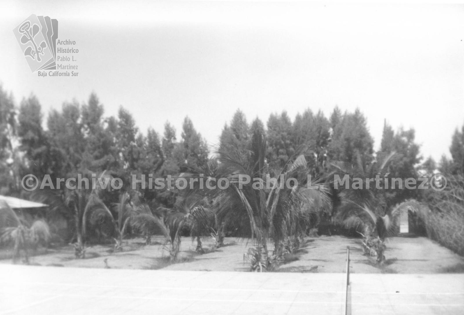 Cultivo de palma cocotera.
