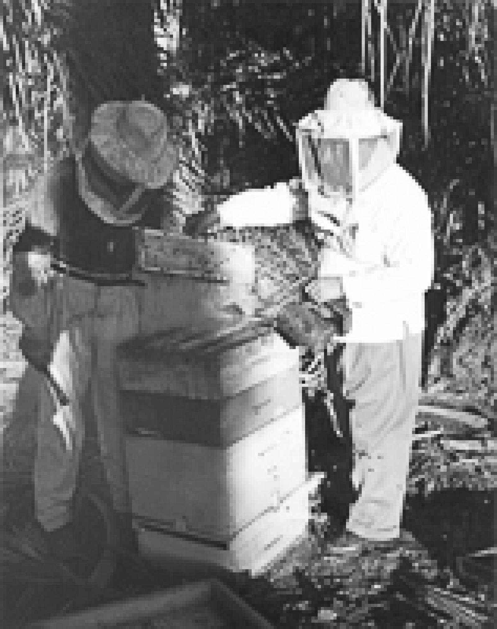 Descubriendo cajas recep de las abejas. Apiarios de La Paz