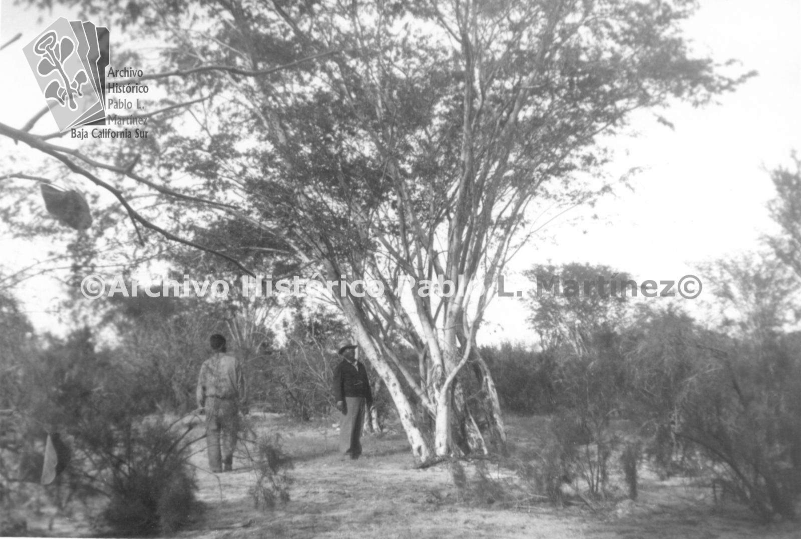 Ejemplar del árbol Palo Blanco.