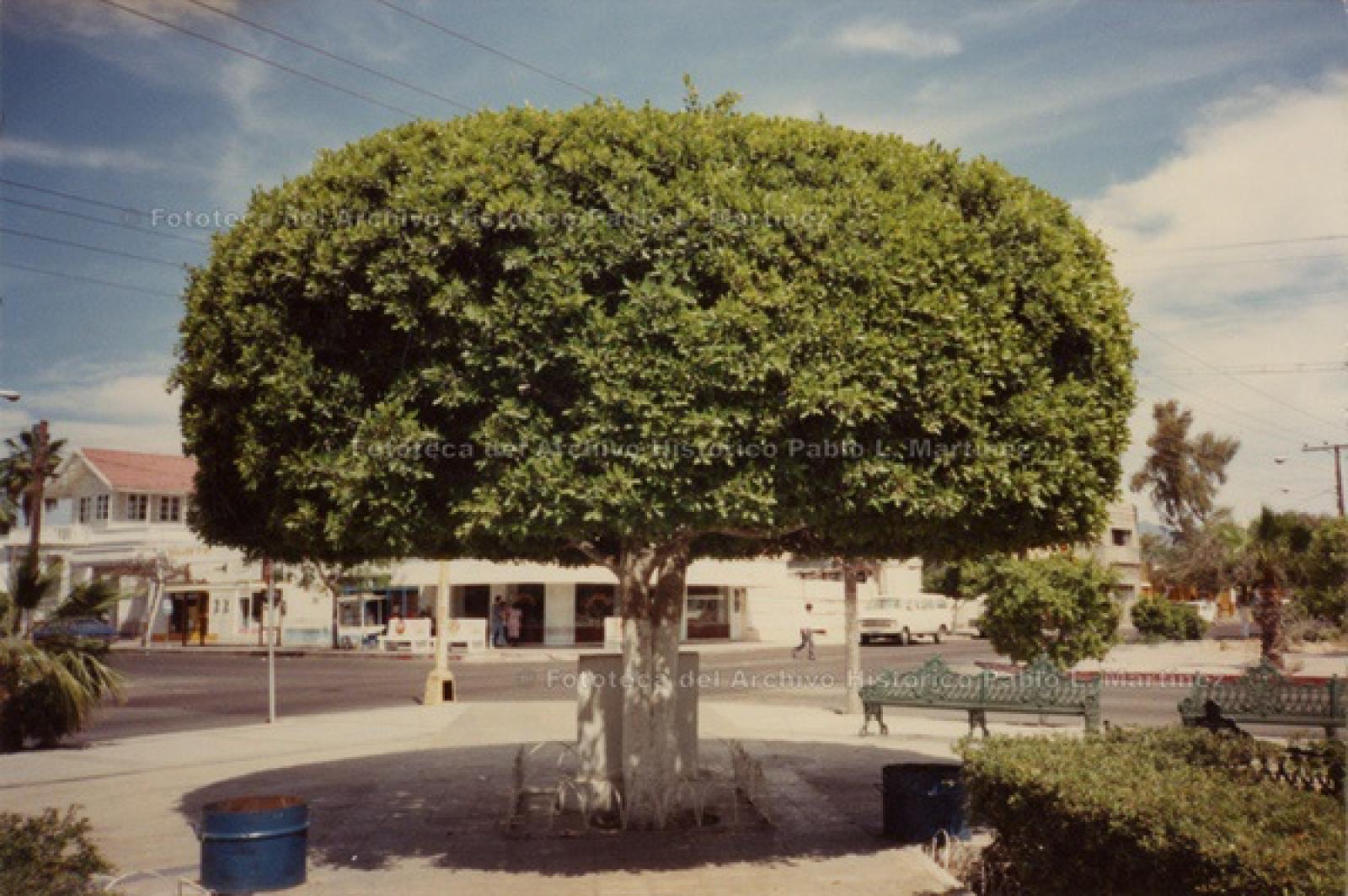“El árbol”.