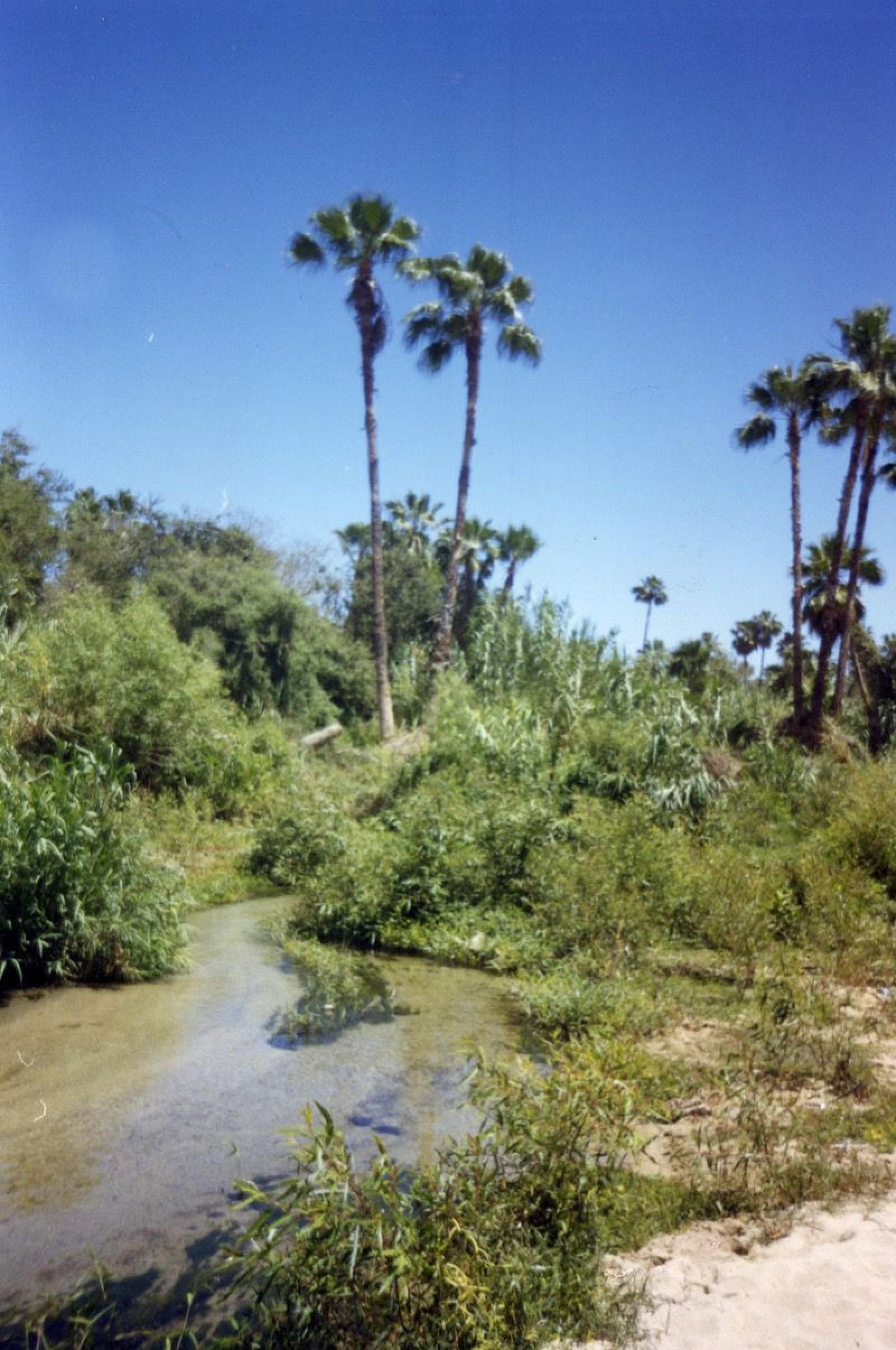 “El Estero”.