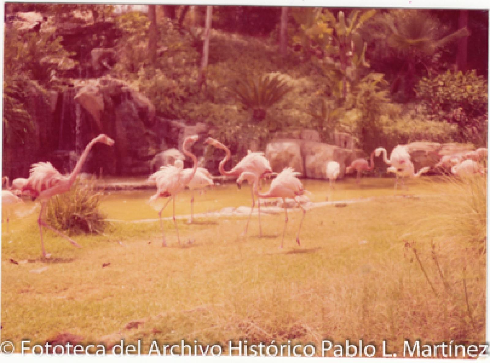 Flamingos en pastizal