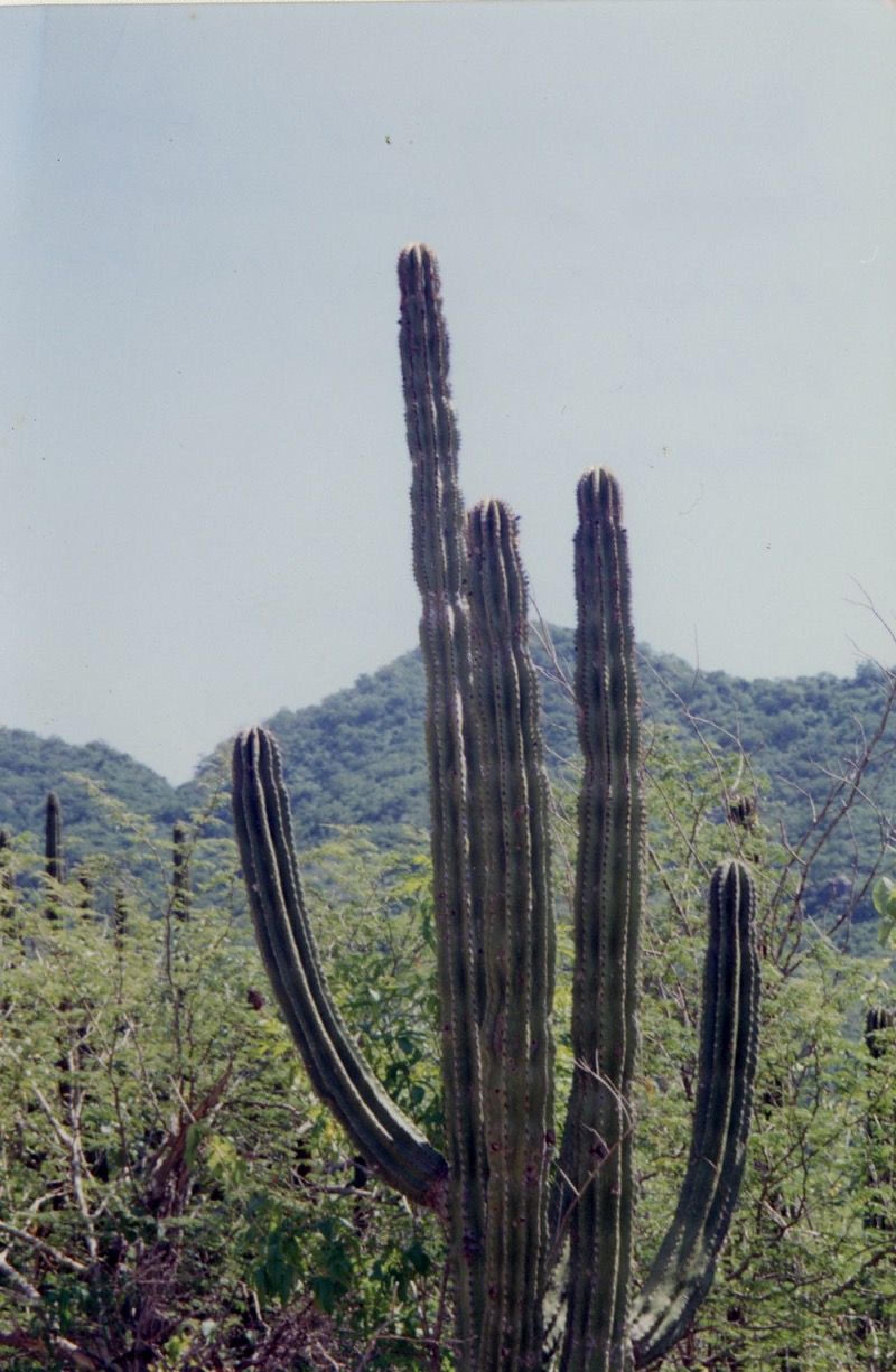 “Flora silvestre en Los Cabos”.