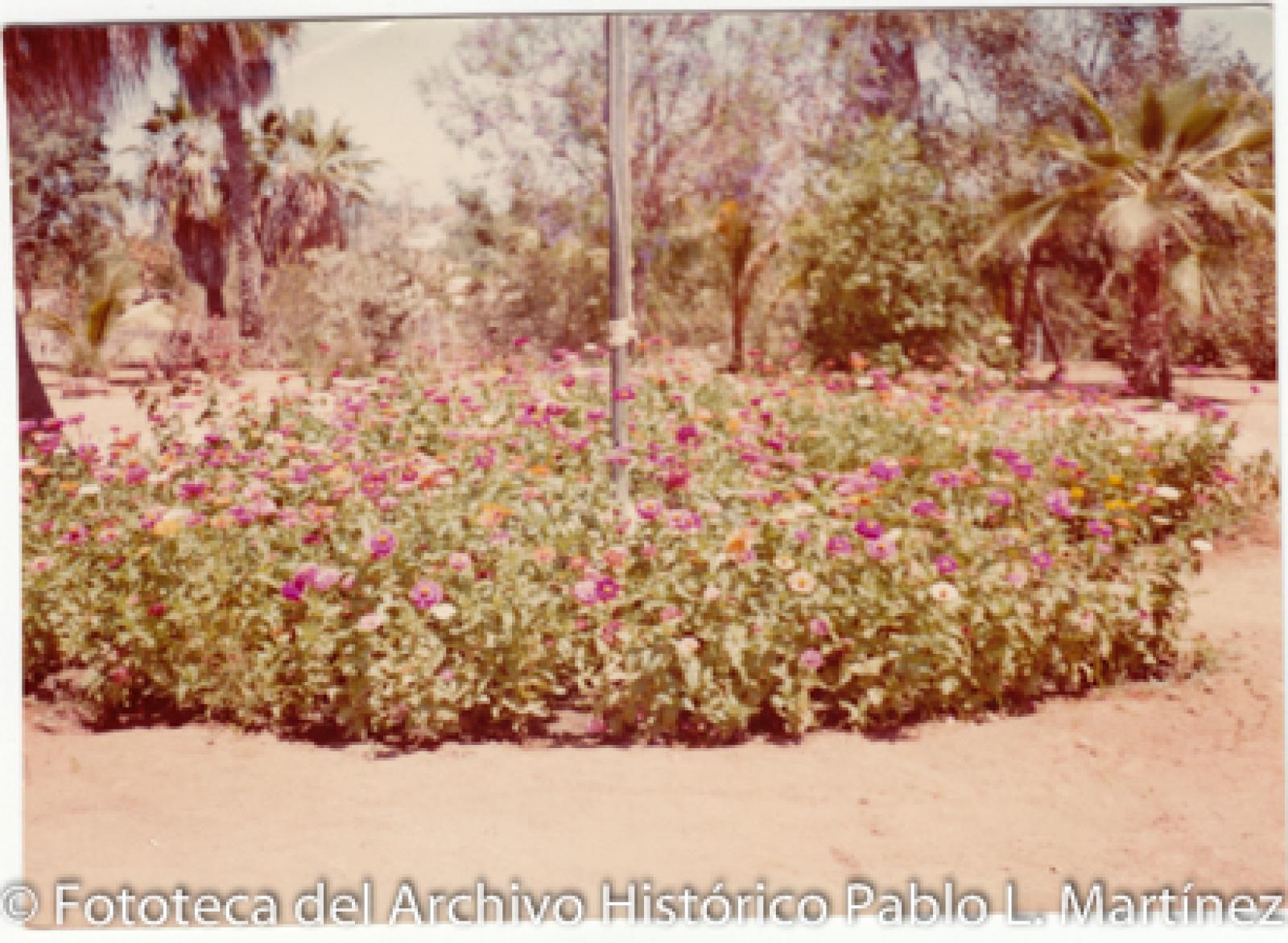 Flores y palmeras