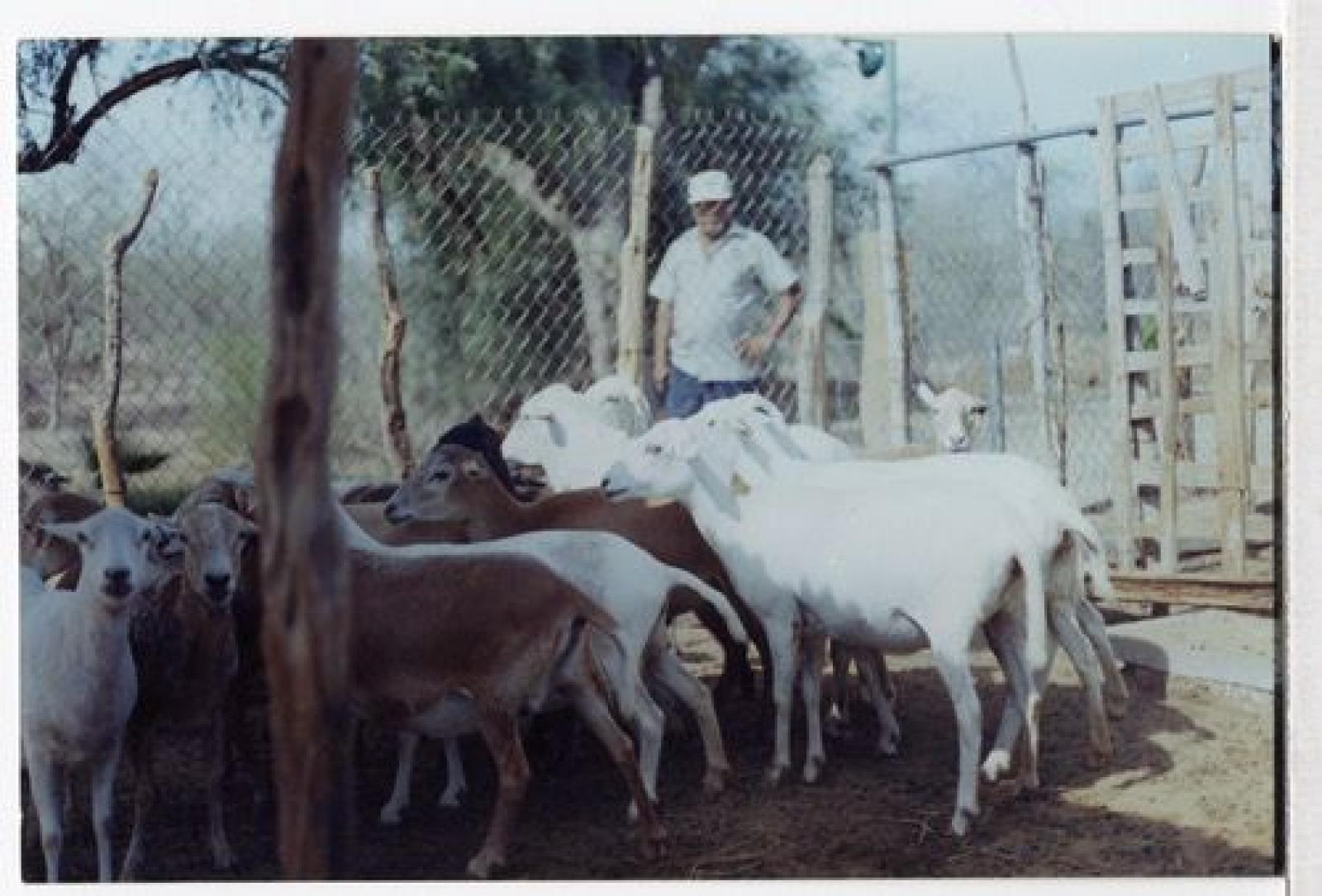 Ganado caprino resiste a la sequía sudcalforniana.