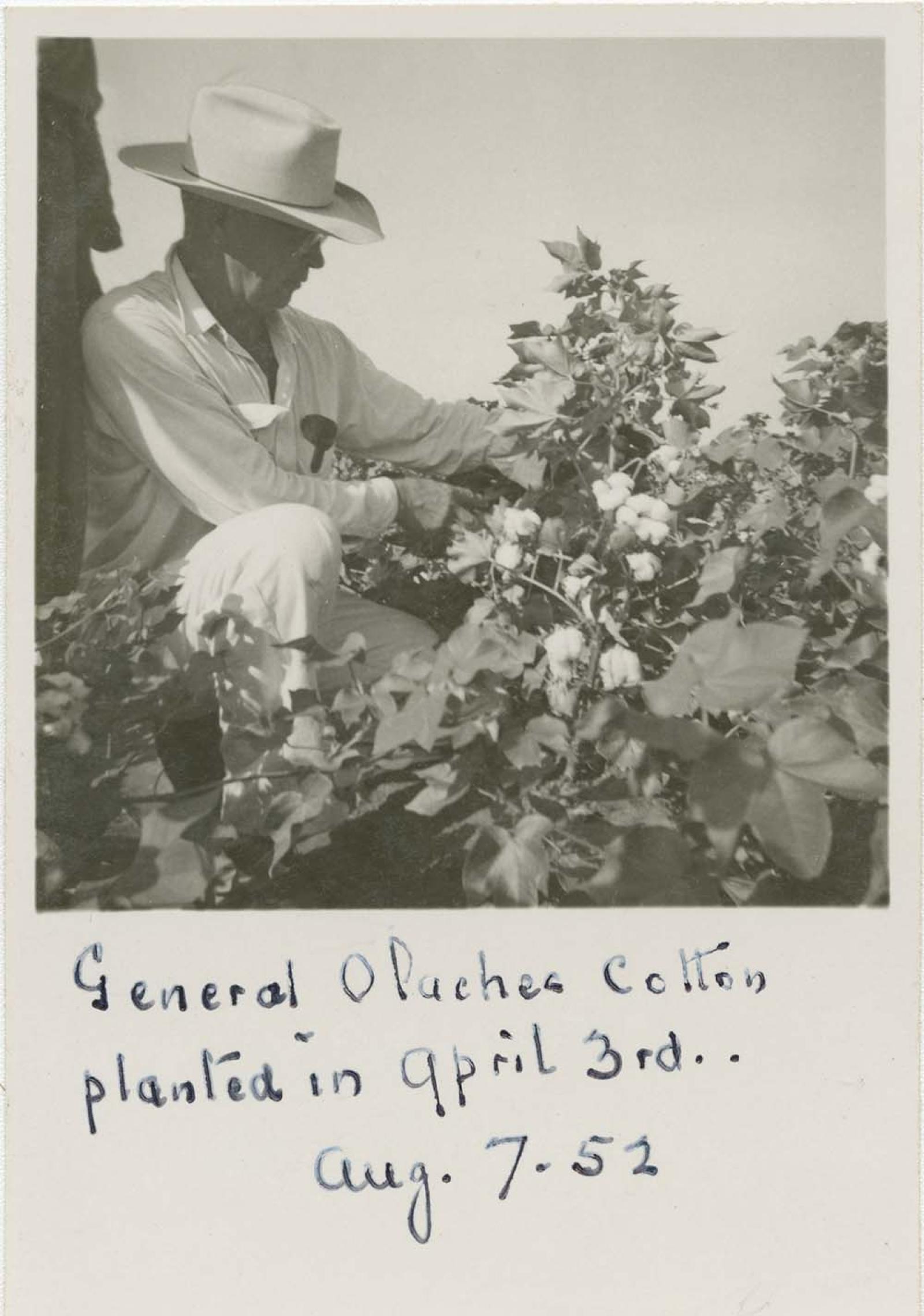“General Agustín Olachea en plantación de algodón.”