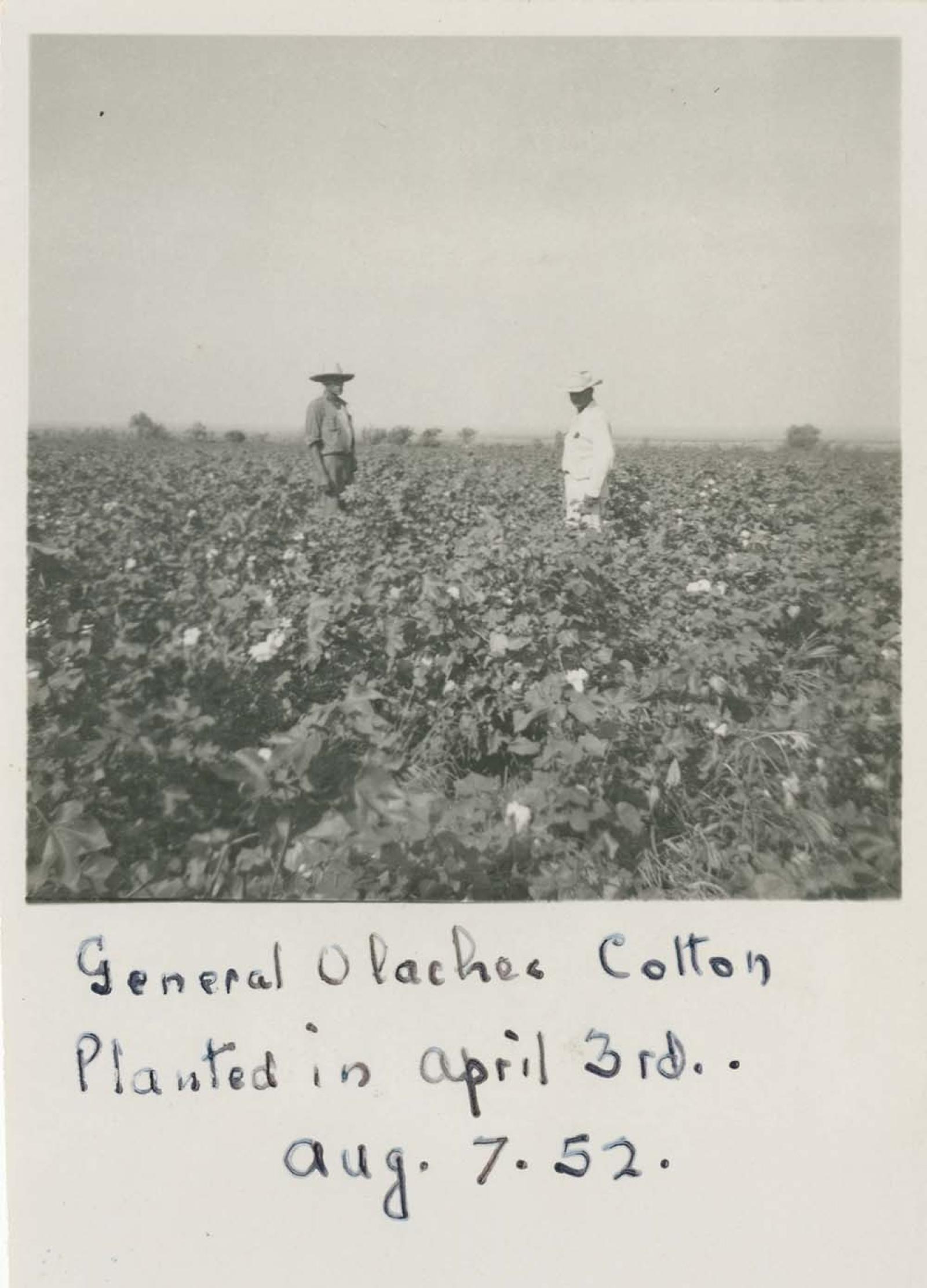 “General Olachea en plantación de algodón”.
