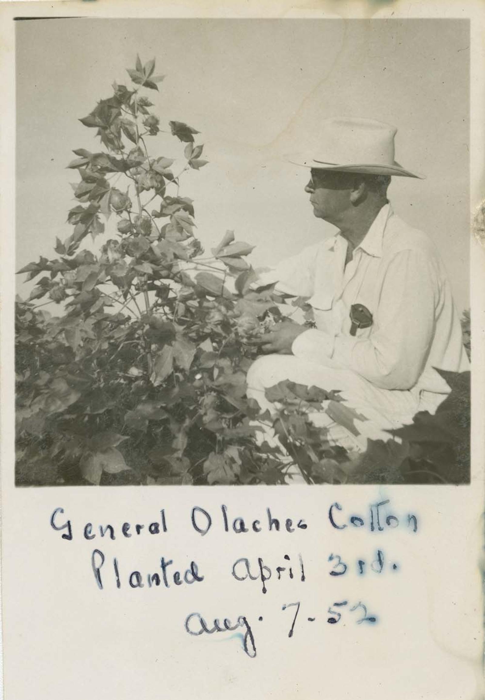 “General Olachea” en plantación de algodón.