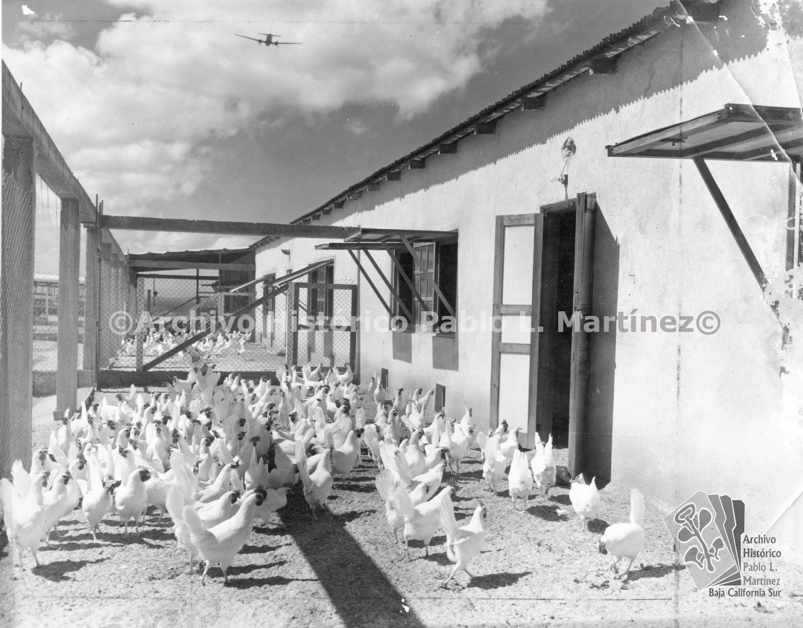 Granja avícola piloto del gobierno del territorio en La Paz