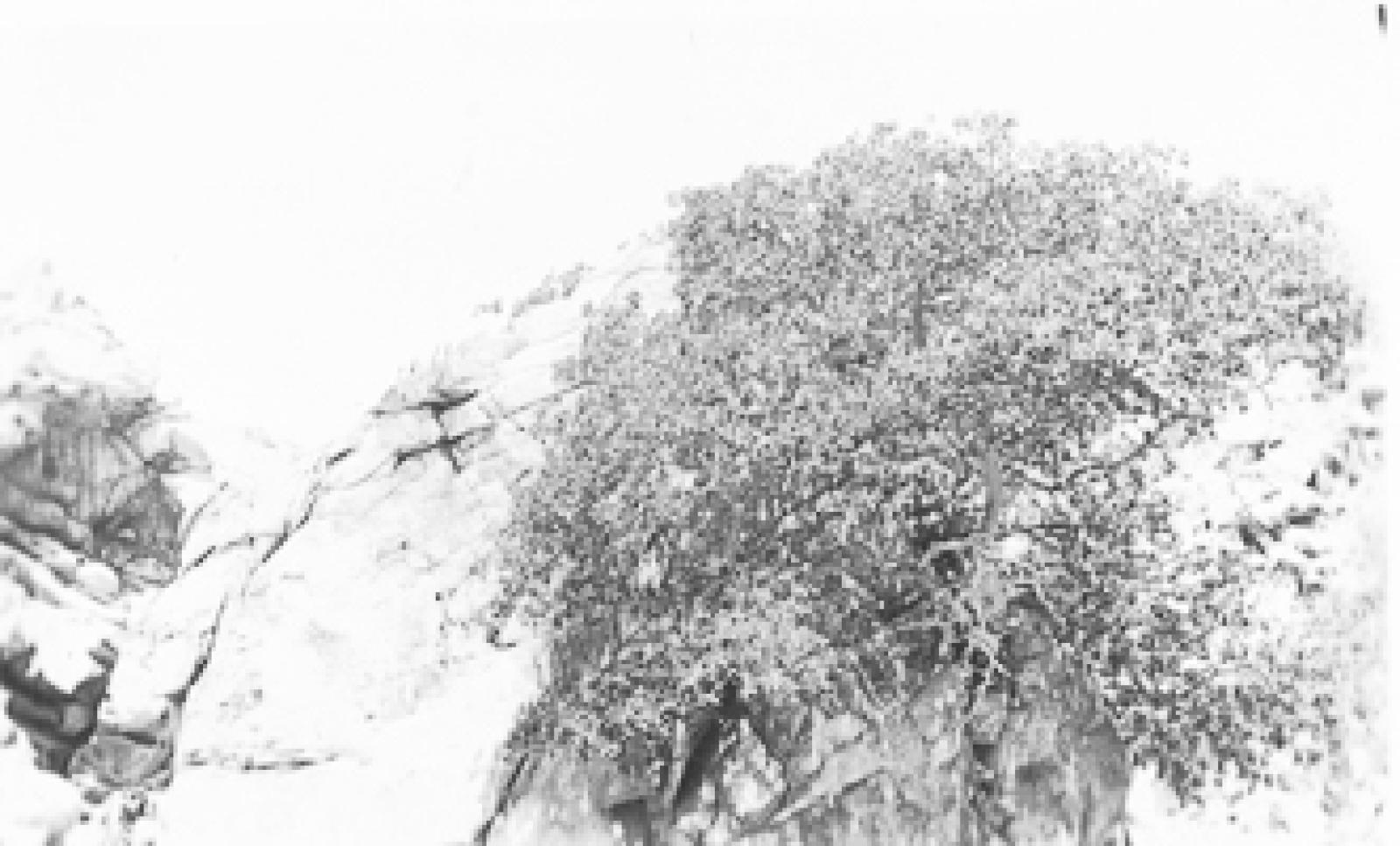 Higuera silvestre o zalate.