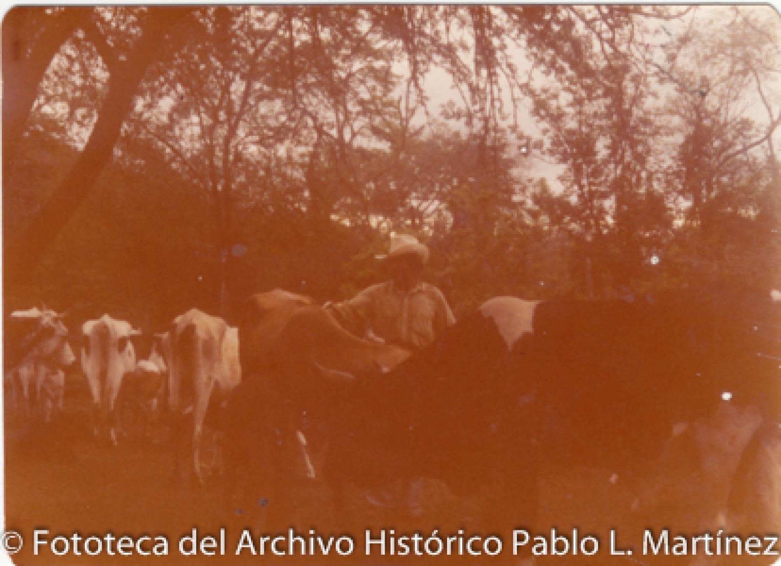 Hombre entre ganado vacuno