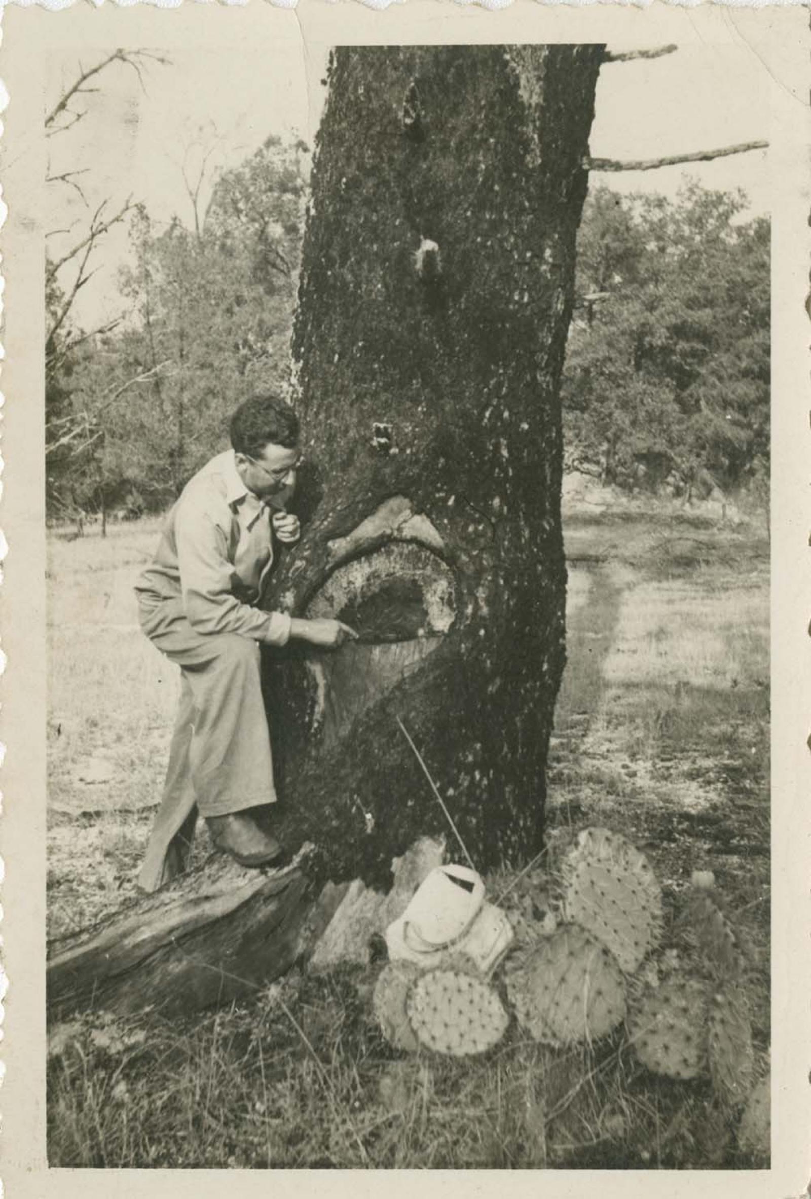 Hombre que observa corteza de árbol.