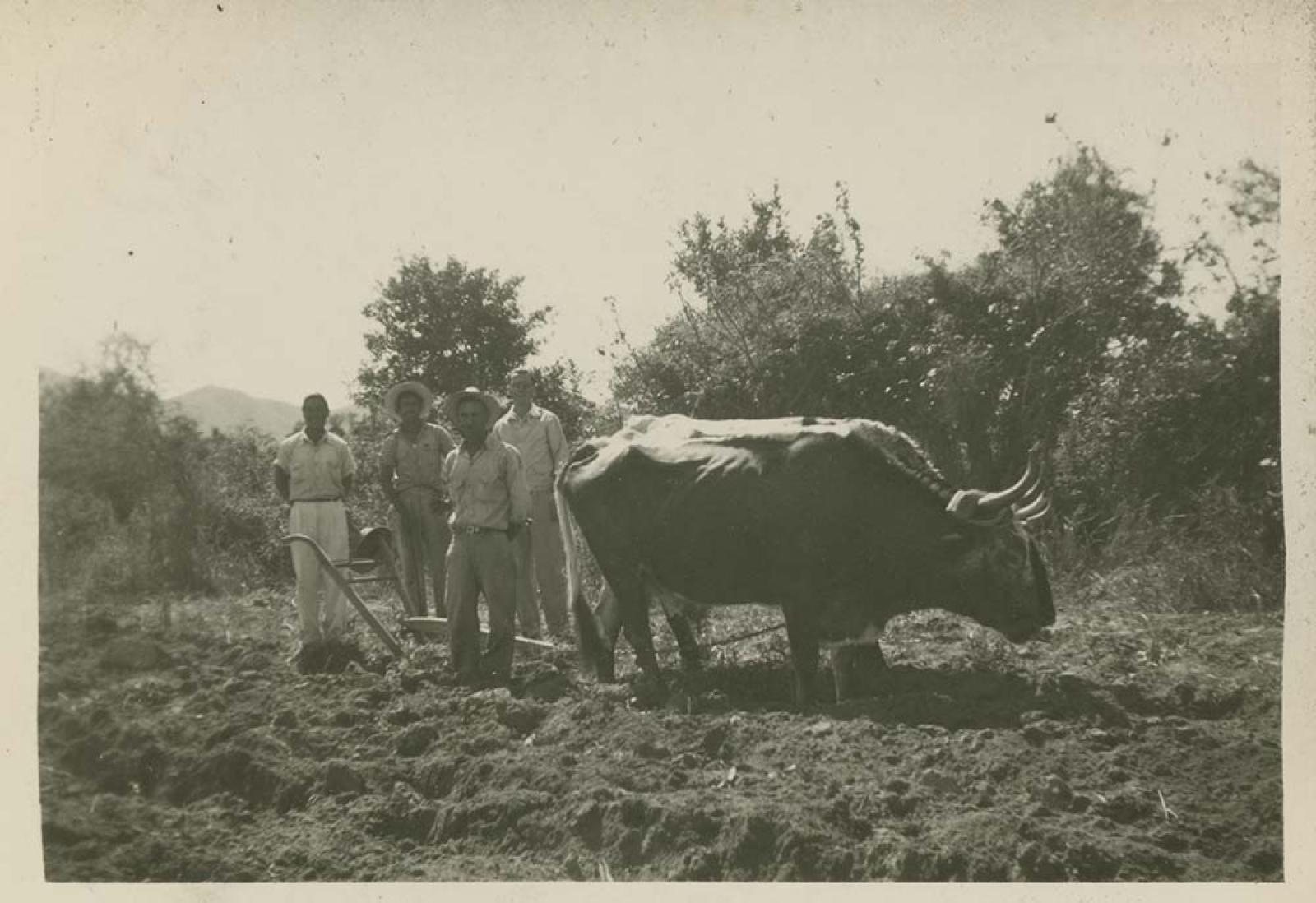 Hombres en campo agrícola.