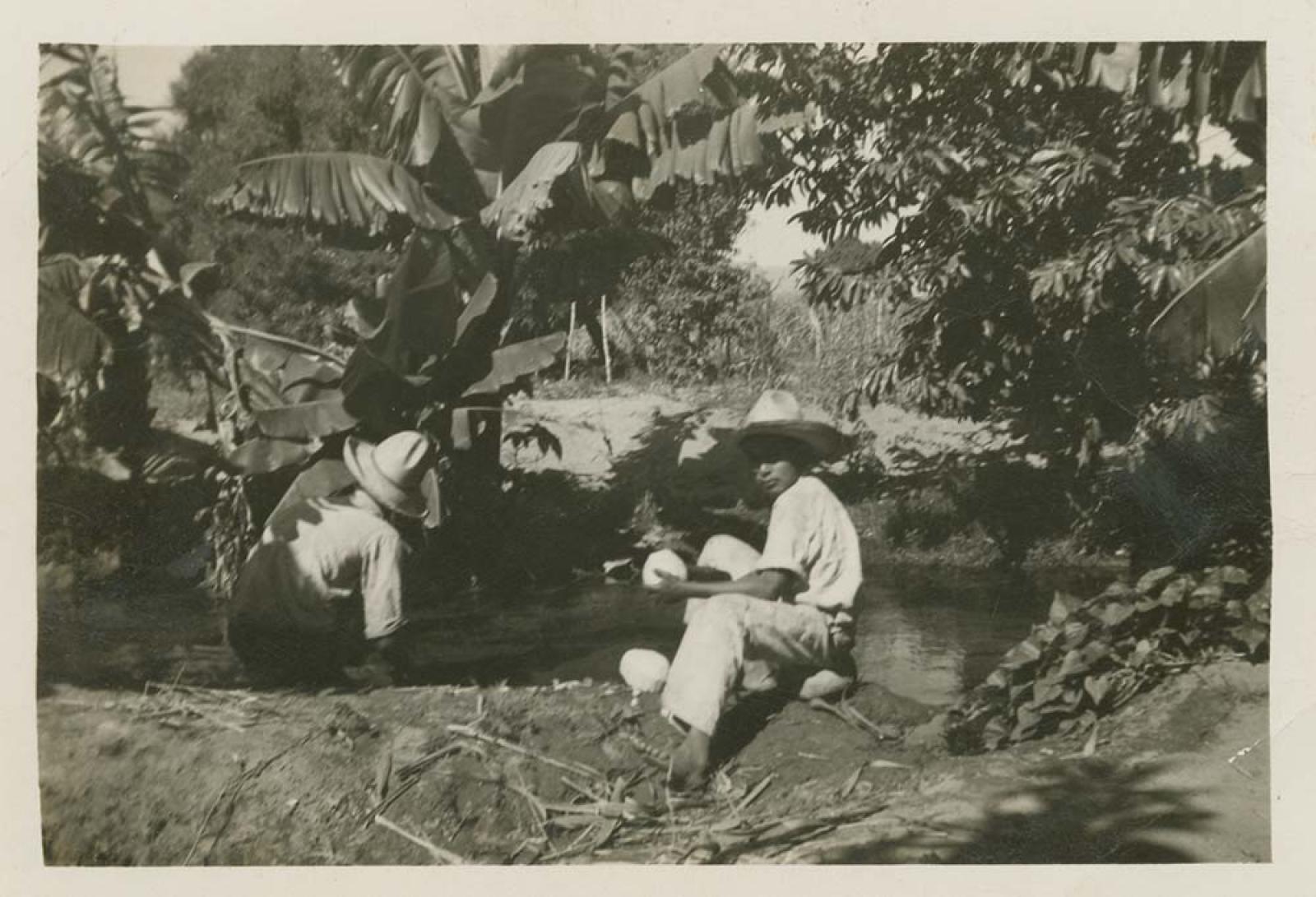 Hombres en huerta de frutas, San José.