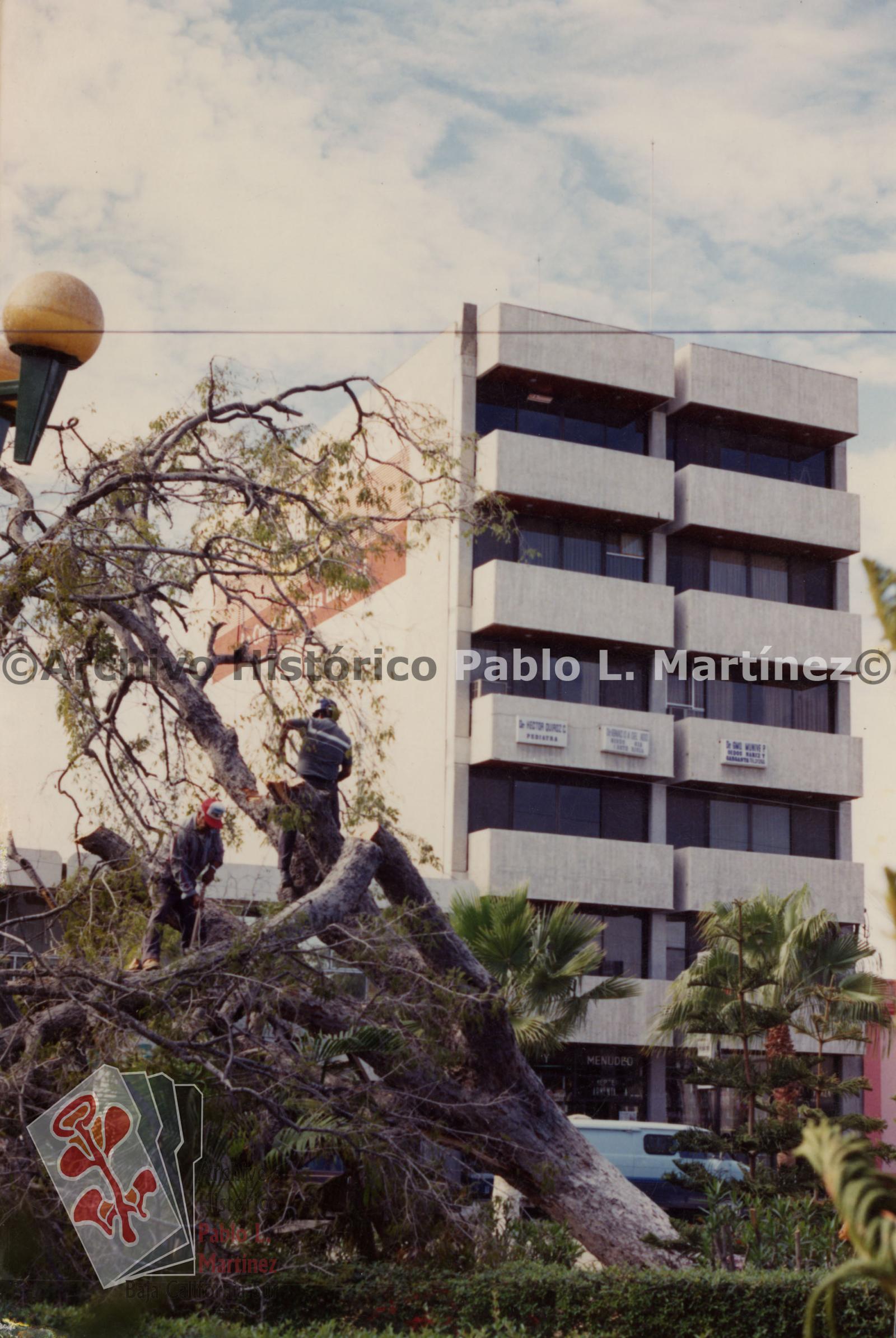 Hombres talando árbol en el jardín Velasco, al fondo se observa el edificio de la papelería Armenta.