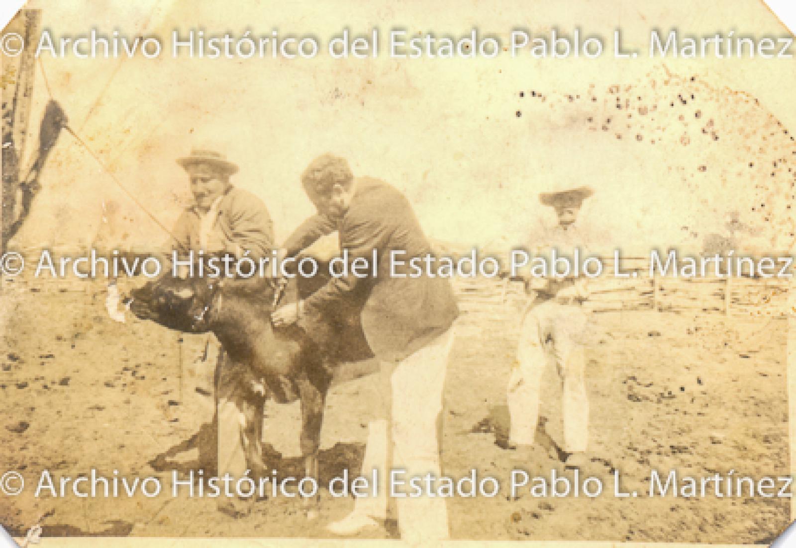 Hombres y becerro junto a corral.