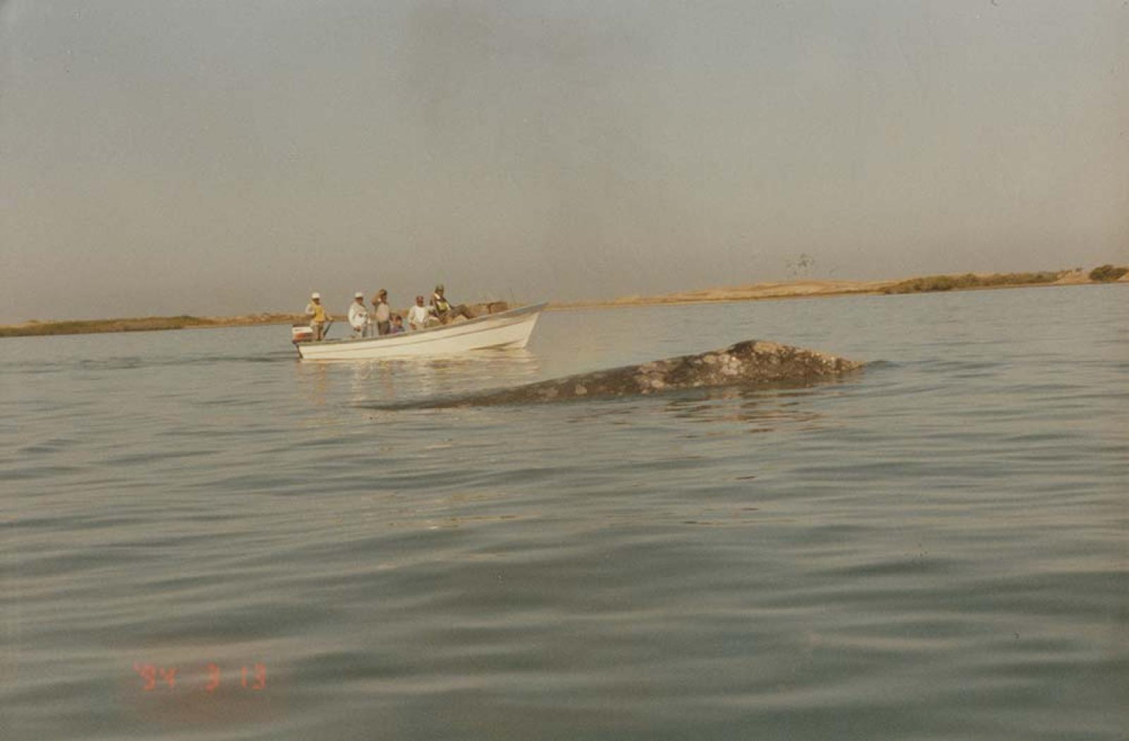 “Las ballenas en el canal de Puerto López Mateos.”