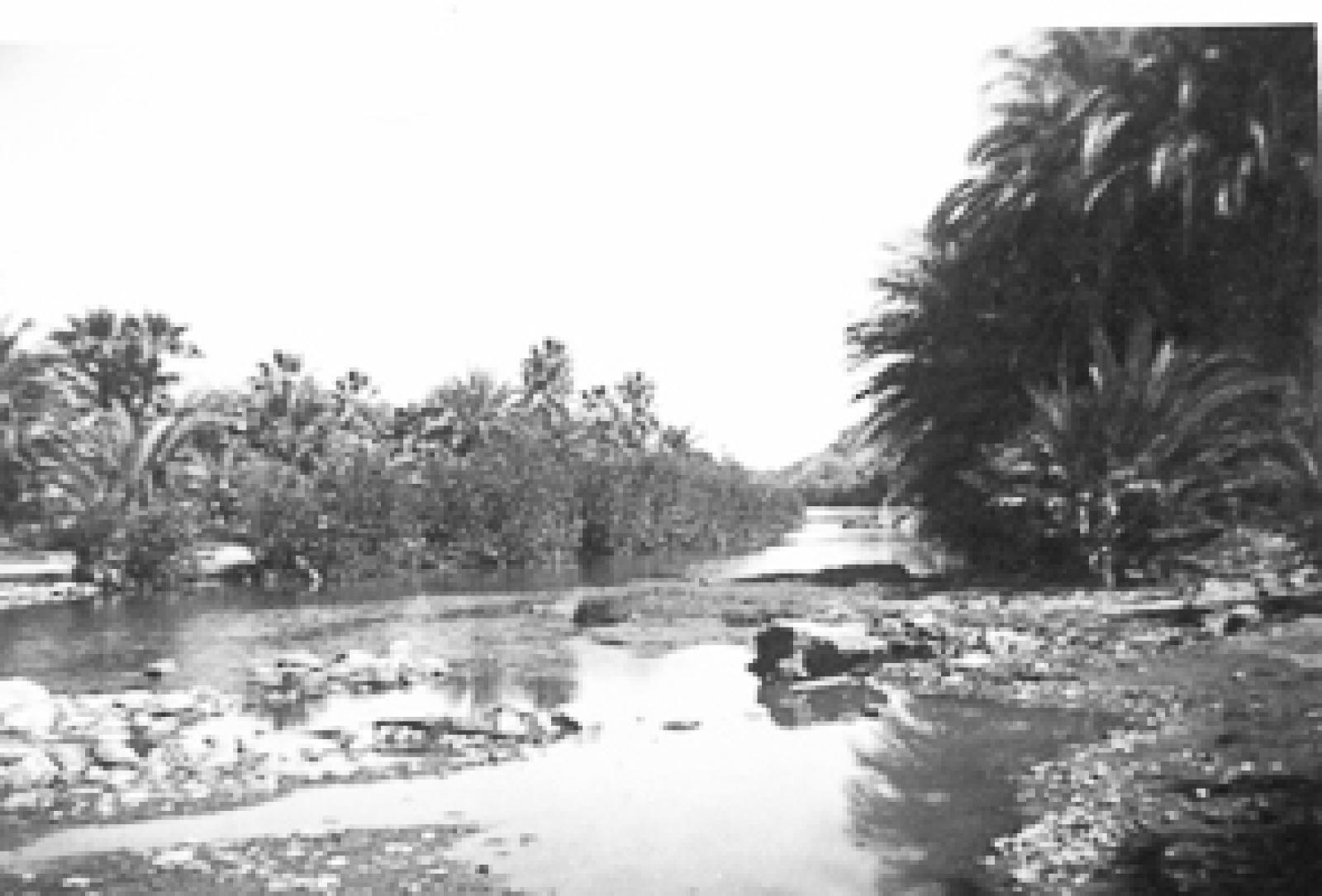 Oasis en el Territorio Sur de Baja California.