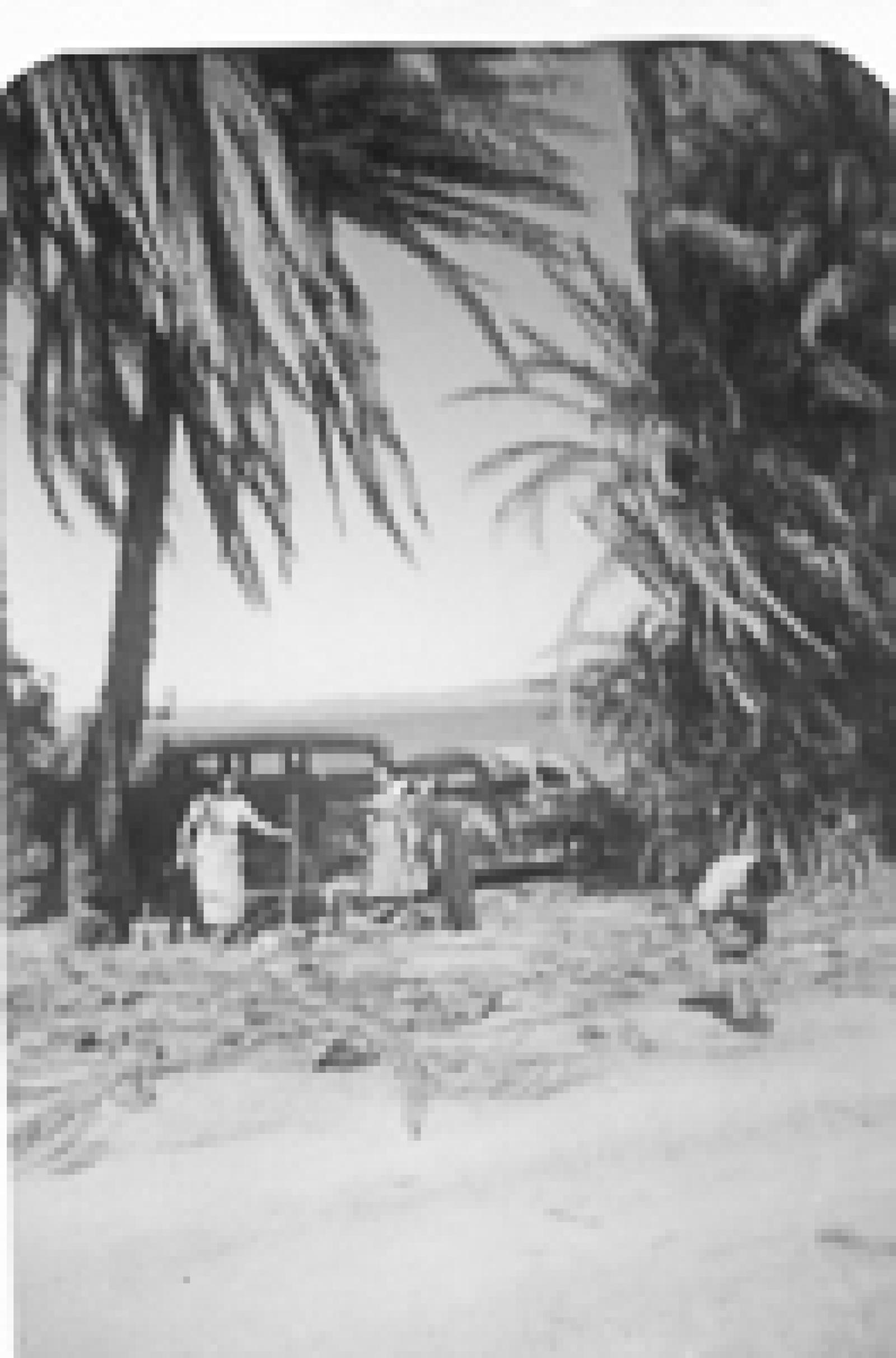 Oasis en el Territorio Sur de Baja California.