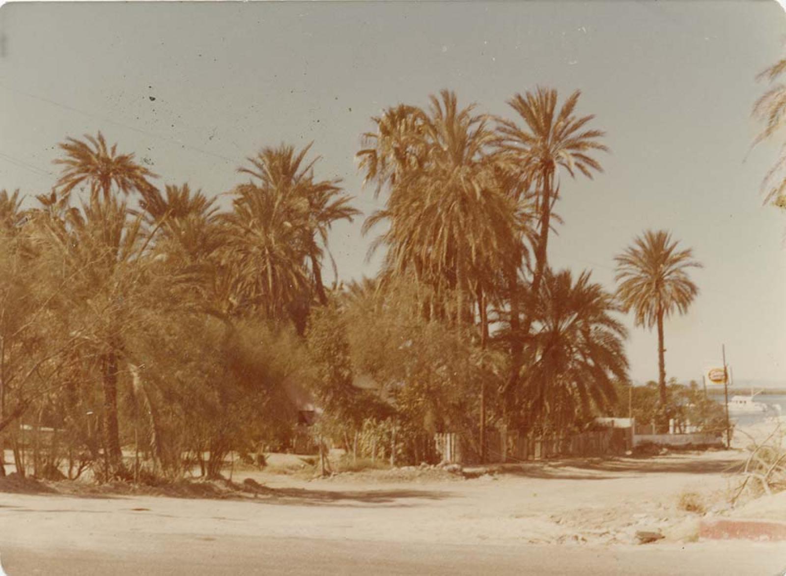 Palmar.