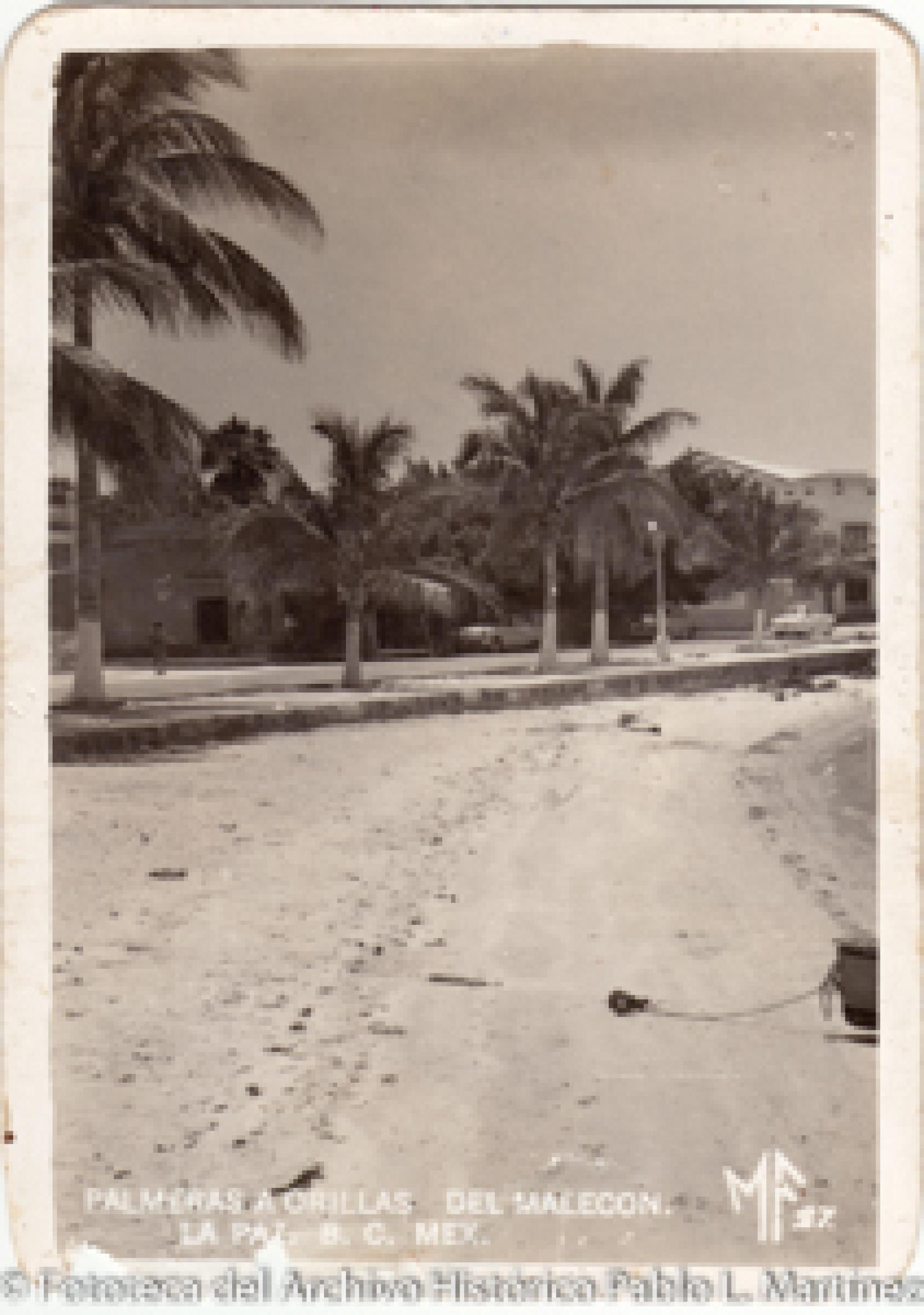 “Palmeras a orillas del malecón. La Paz, B. C. S.”