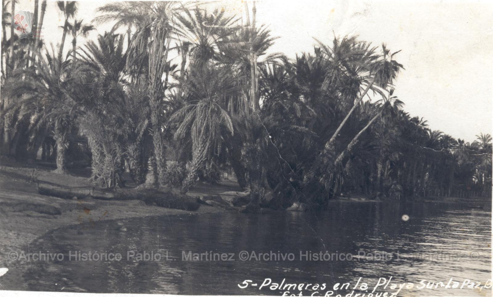 Palmeras en la Playa Sur. La Paz, Baja California.