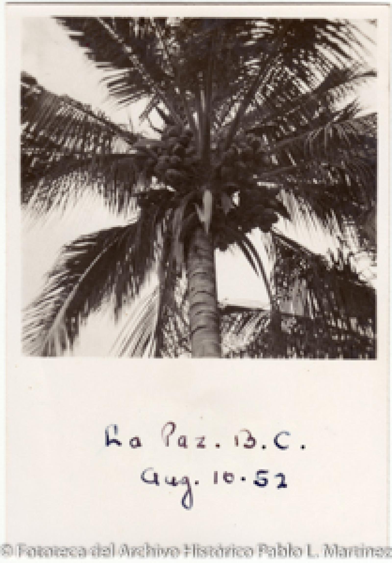 Palmeras, La Paz, B. C. S.