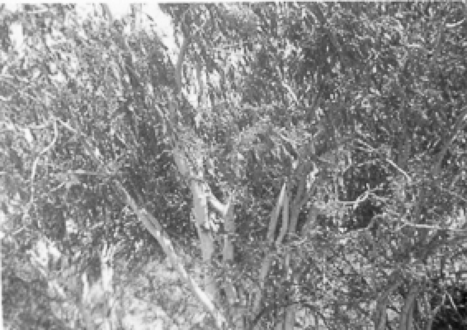 Palo mauto.