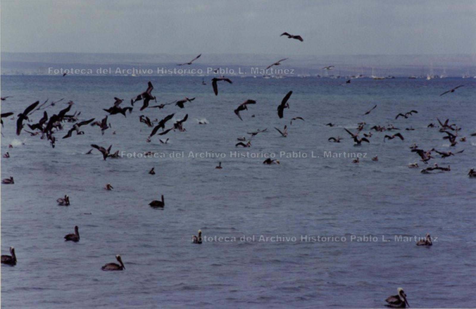 “Pelícanos y gaviotas, en bahía de La Paz”.