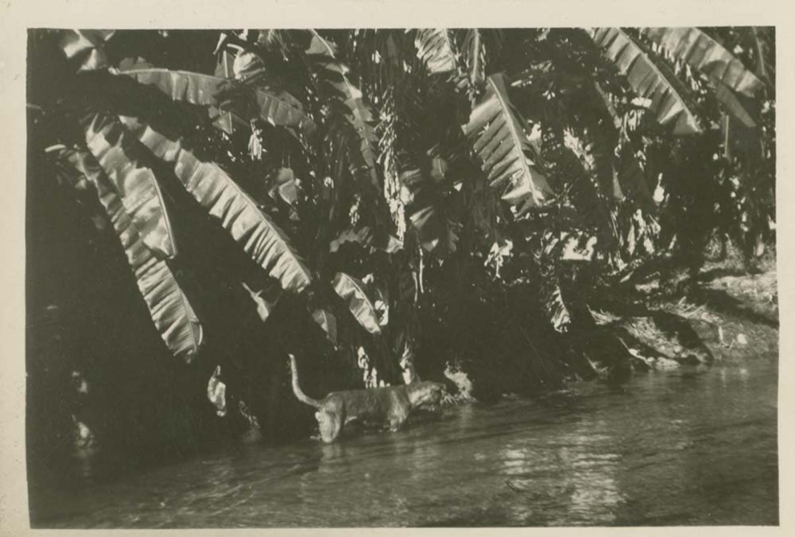 Perro en acequia.