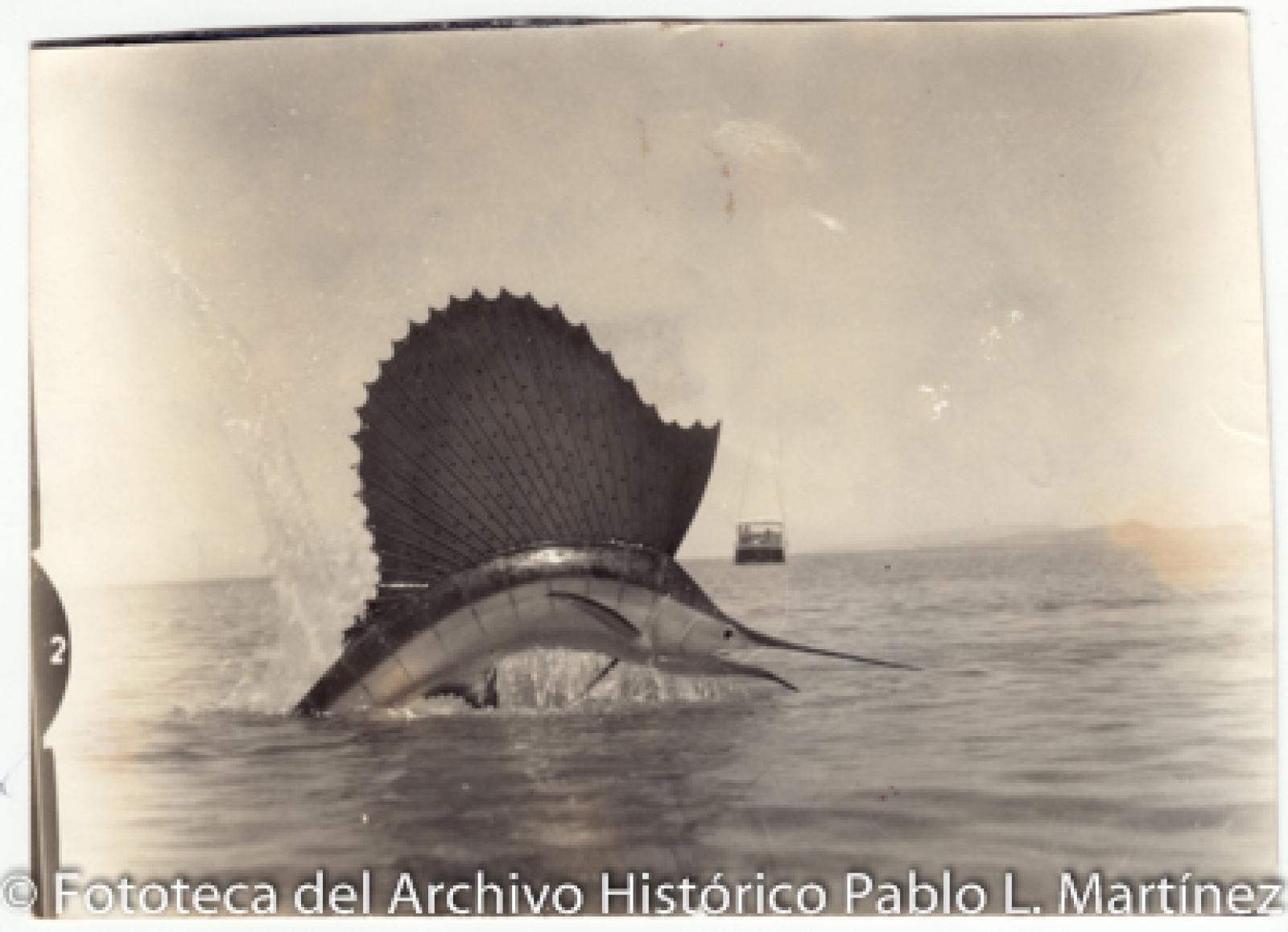 “Pescado marlín”.