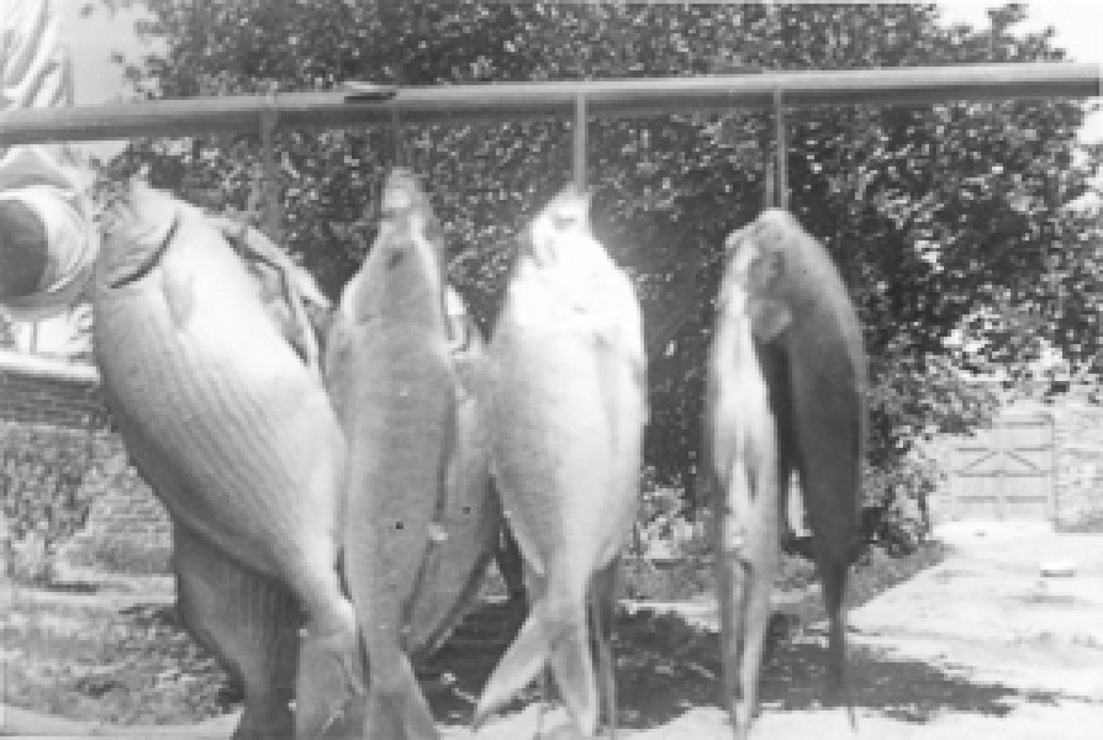 Pescados colgados sobre un palo.